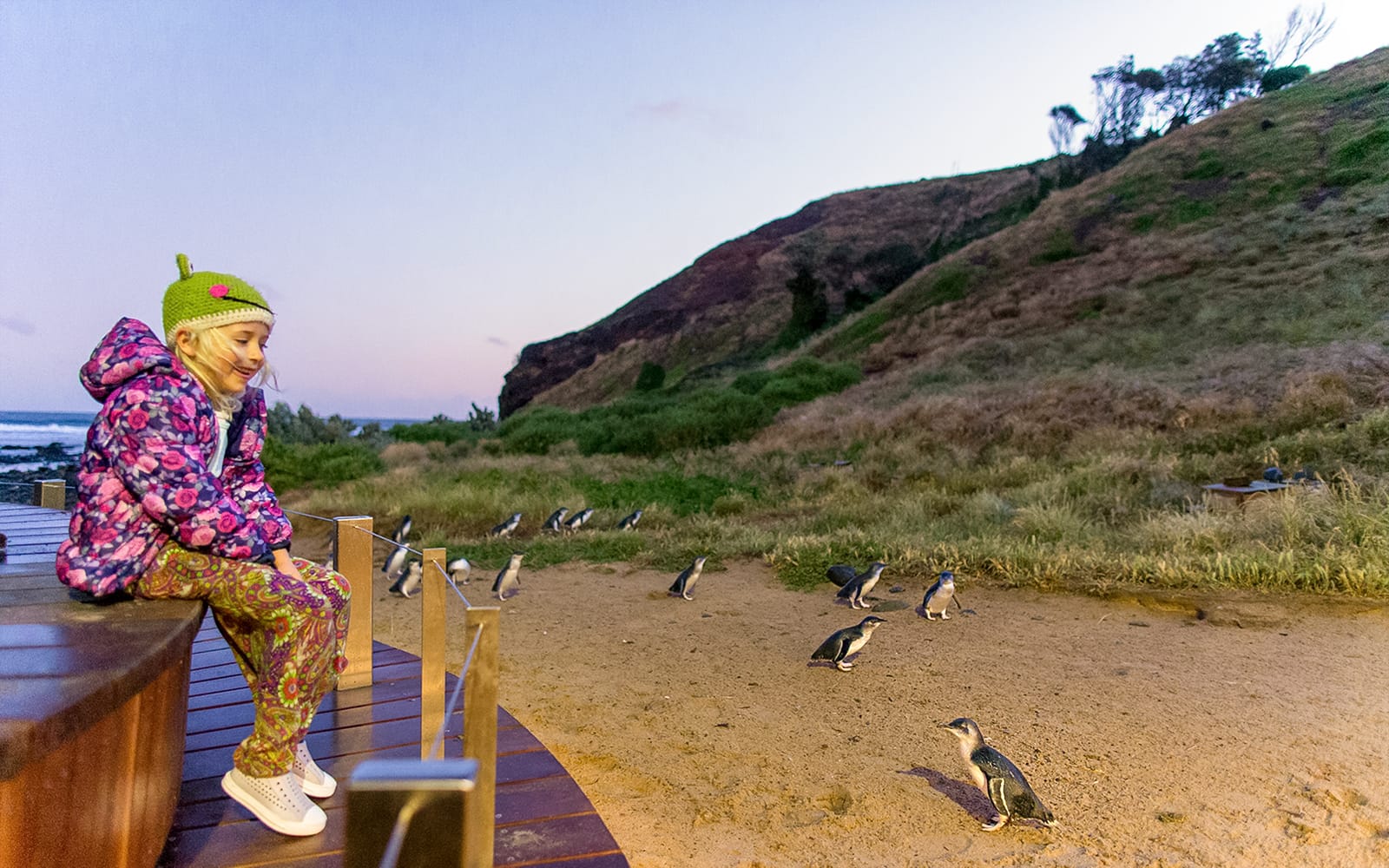 Phillip Island Nature Parks Penguin Parade Tickets in Melbourne - Highlights | TickYourList