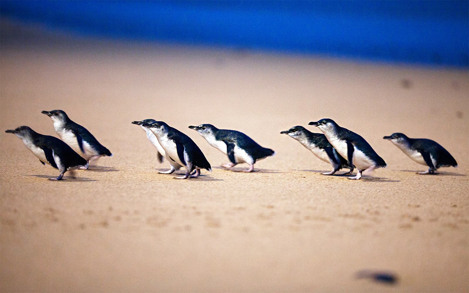 Phillip Island Nature Parks Penguin Parade Tickets in Melbourne - Features | TickYourList