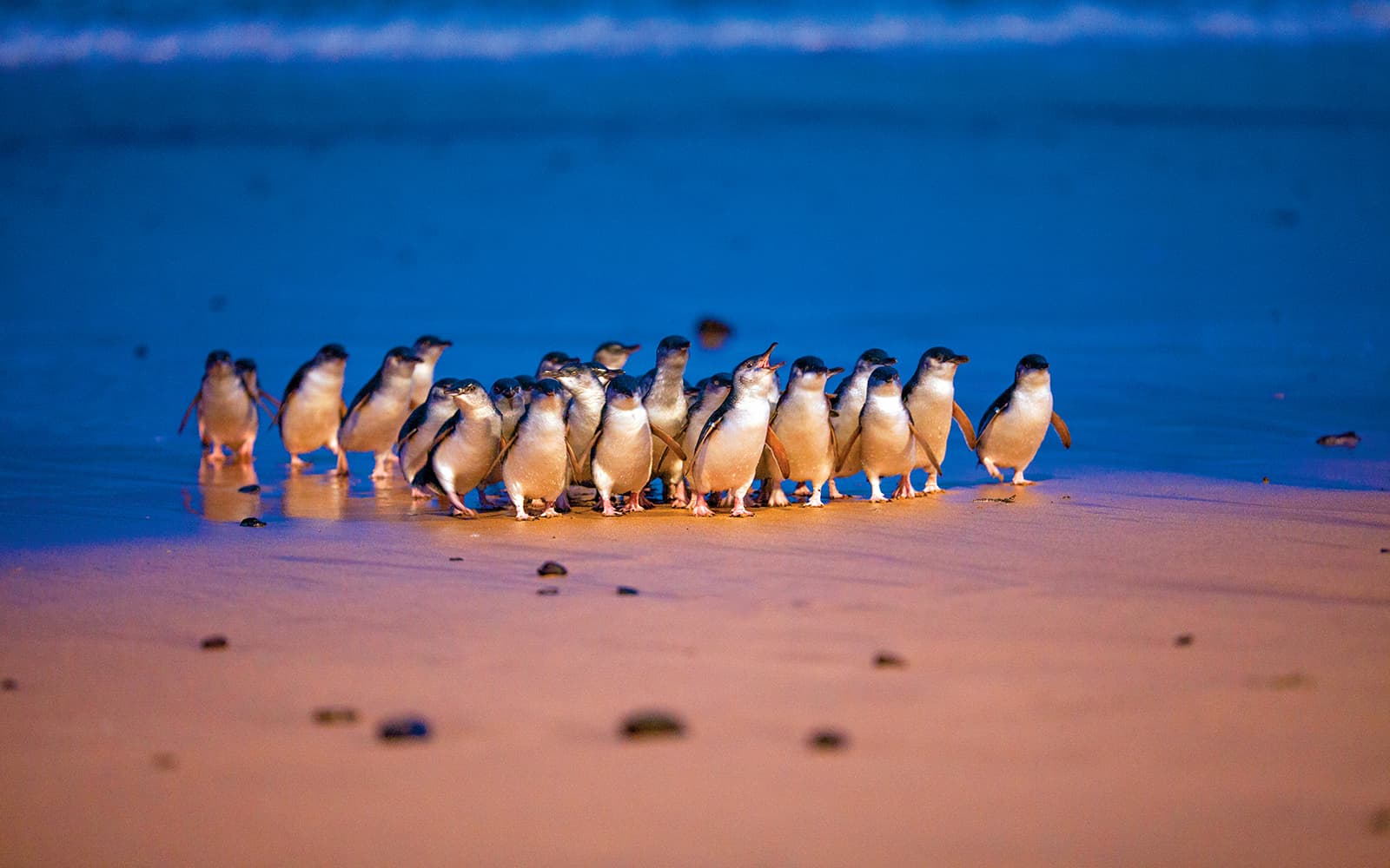 Phillip Island 3 Parks Pass: Penguin Parade, Koala Conservation Reserve & Churchill Island experience tickets in Melbourne | TickYourList