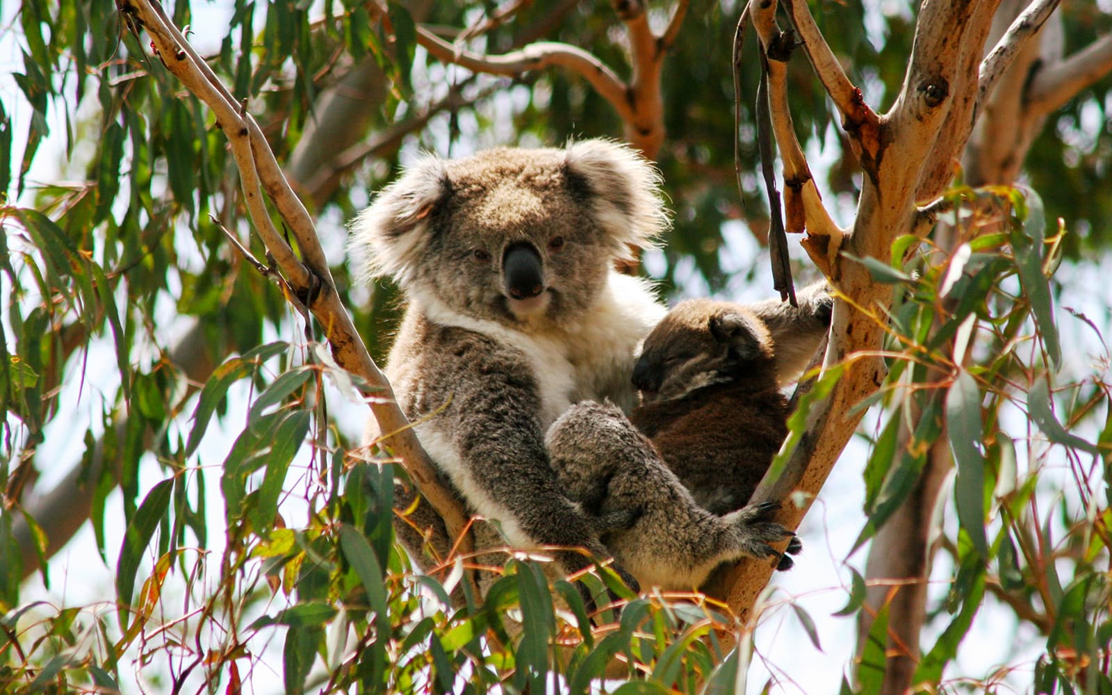 Phillip Island 3 Parks Pass: Penguin Parade, Koala Conservation Reserve & Churchill Island tickets in Melbourne - Highlights | TickYourList