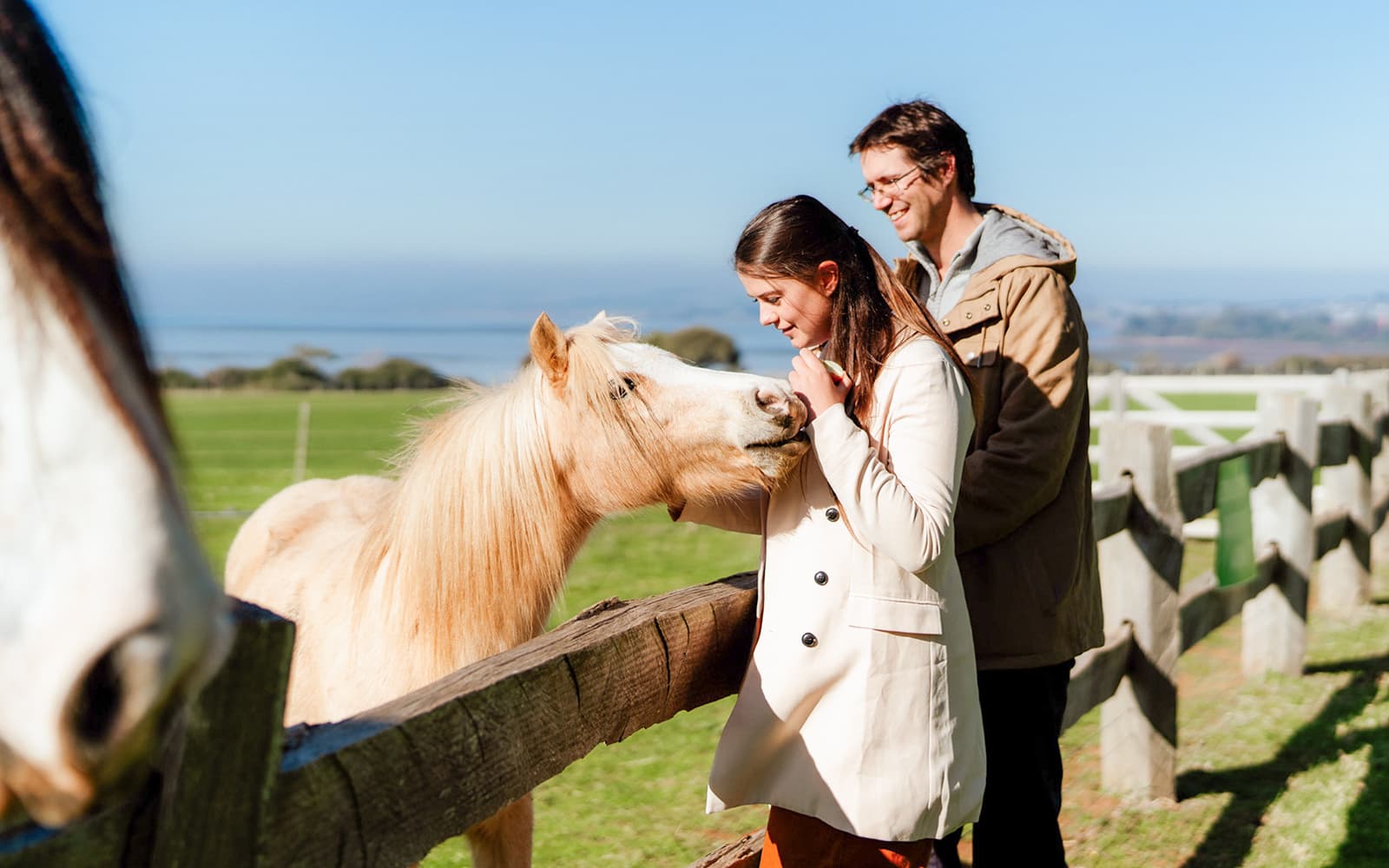 Phillip Island 3 Parks Pass: Penguin Parade, Koala Conservation Reserve & Churchill Island tickets in Melbourne - Features | TickYourList