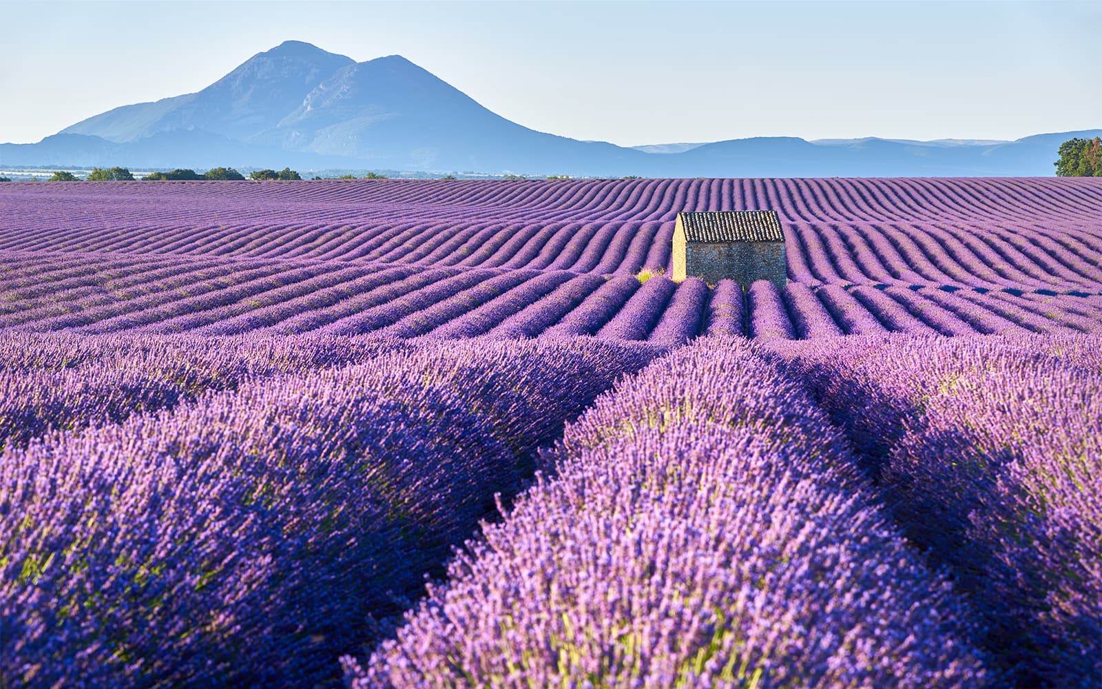 From Nice: Provence’s Lavender & Verdon Gorges Day Tour