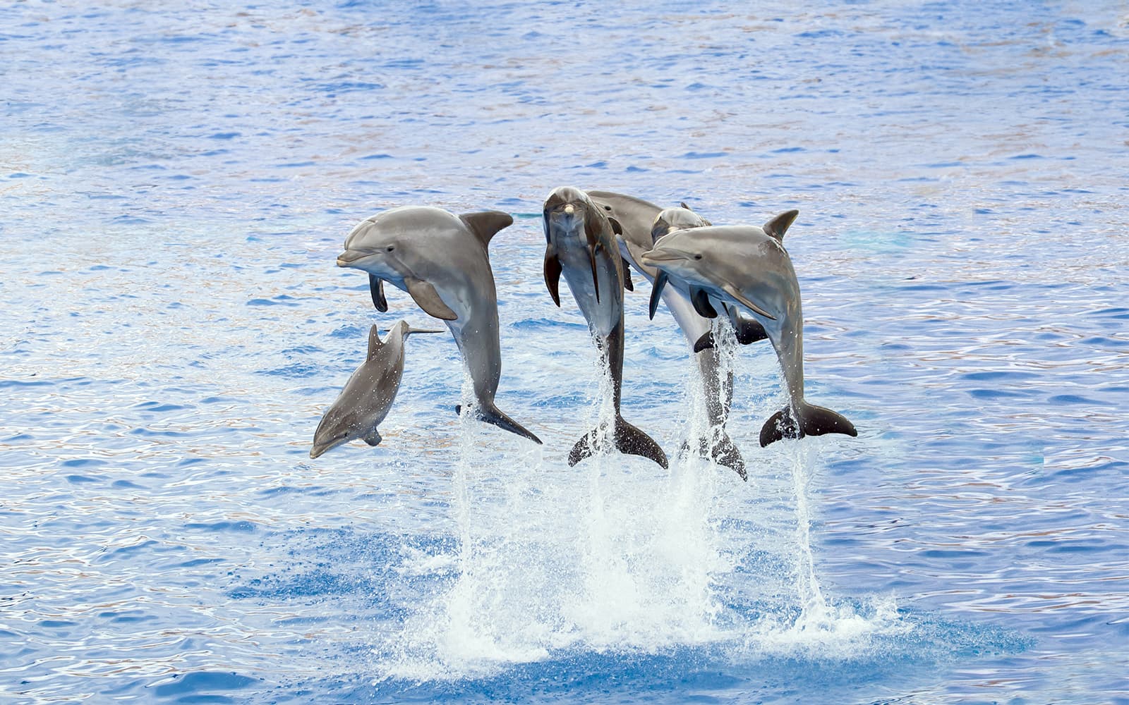 Marineland Antibes Tickets in Nice - Activities | TickYourList