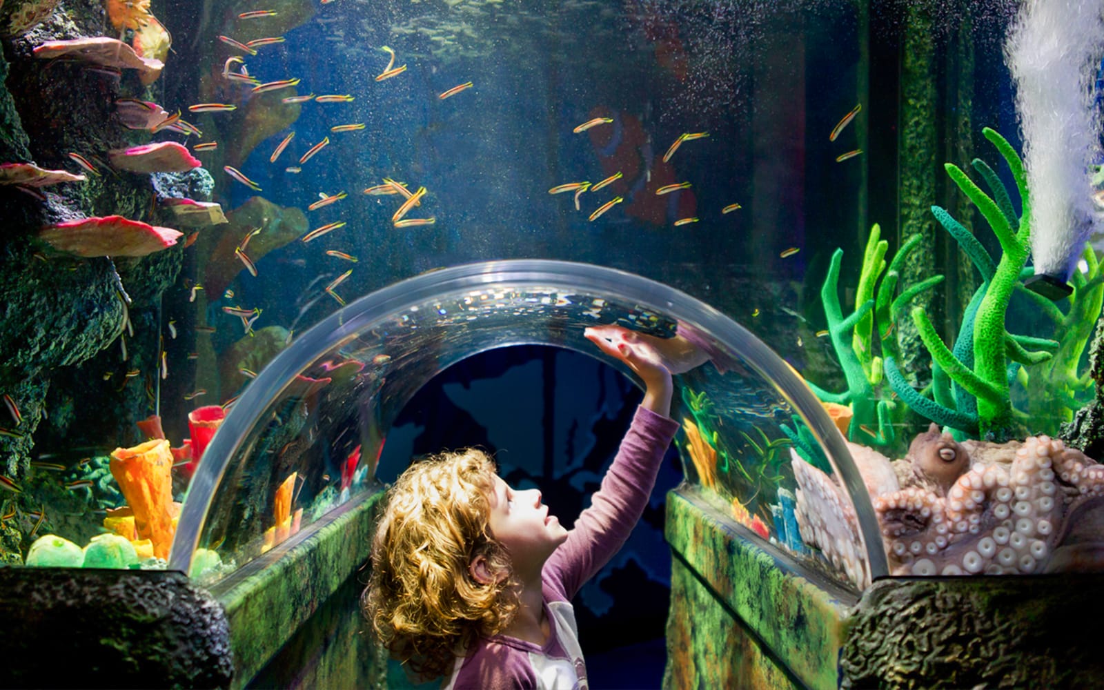 SEA LIFE Melbourne Aquarium Tickets in Melbourne - Attractions | TickYourList