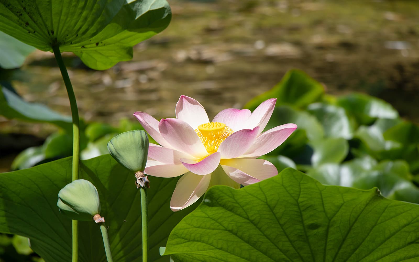 Combo (Save 5%): Palermo Botanical Gardens Tickets + Palermo Hop-On Hop-Off Bus Tour in Palermo - Activities | TickYourList