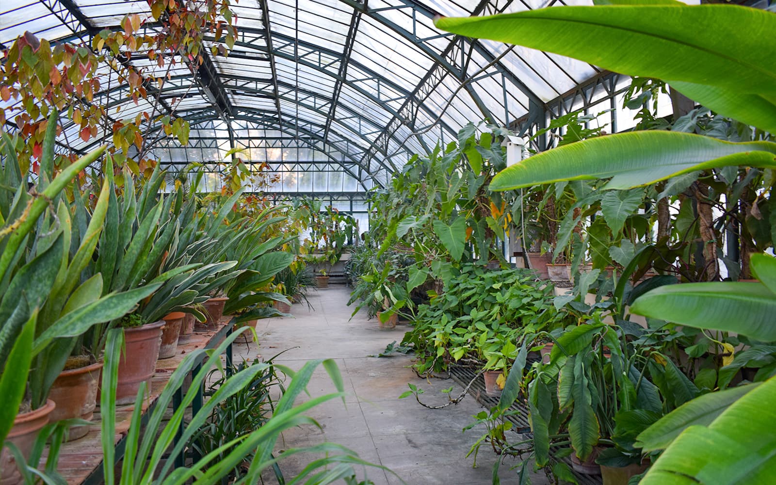 Combo (Save 5%): Palermo Botanical Gardens Tickets + Palermo Hop-On Hop-Off Bus Tour in Palermo - Highlights | TickYourList