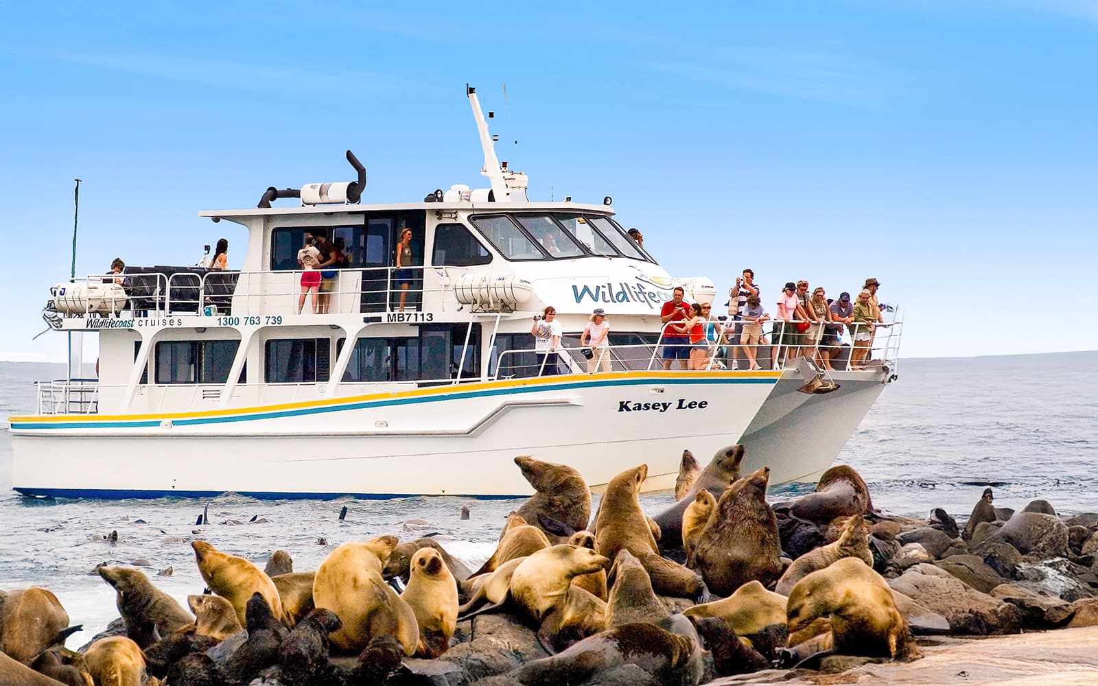 Seal Watching Cruise at Phillip Island