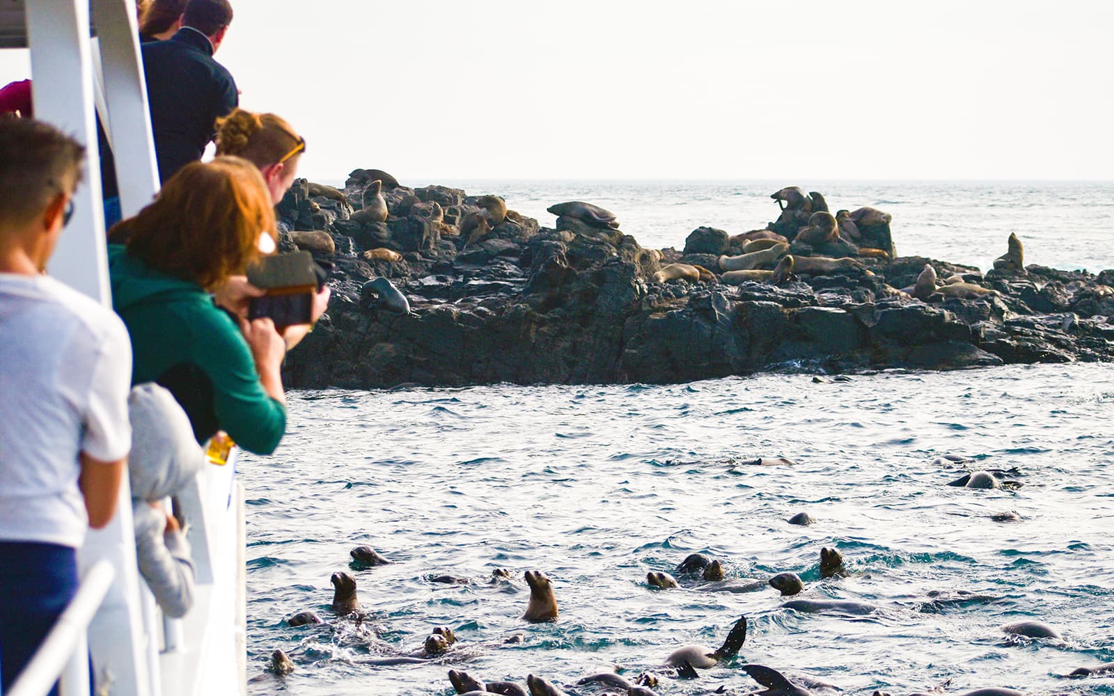 Seal Watching Afternoon Cruise at Phillip Island tickets in Melbourne - Attractions | TickYourList