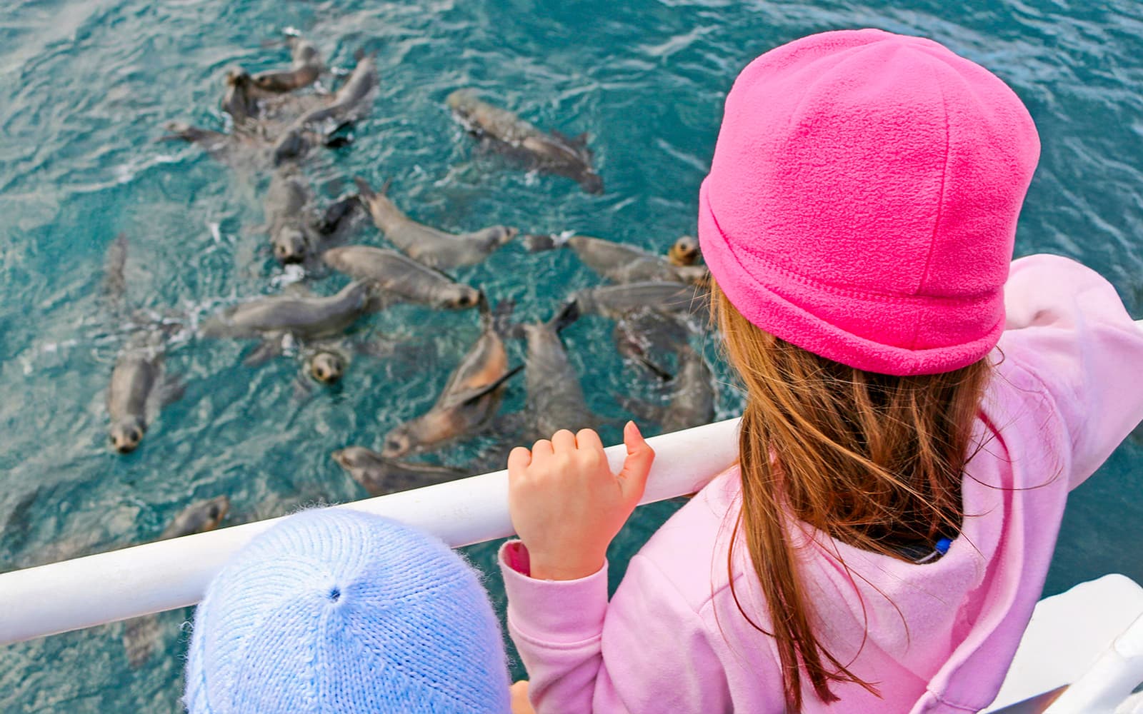 Seal Watching Afternoon Cruise at Phillip Island tickets in Melbourne - Highlights | TickYourList