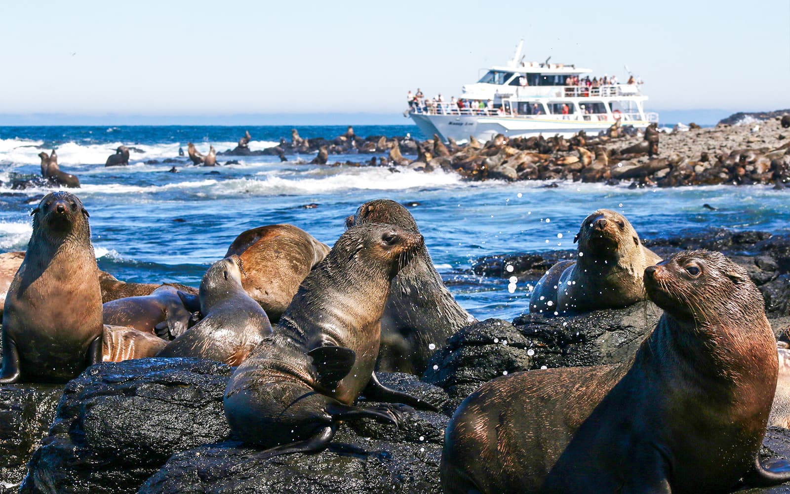 Seal Watching Afternoon Cruise at Phillip Island tickets in Melbourne - Features | TickYourList