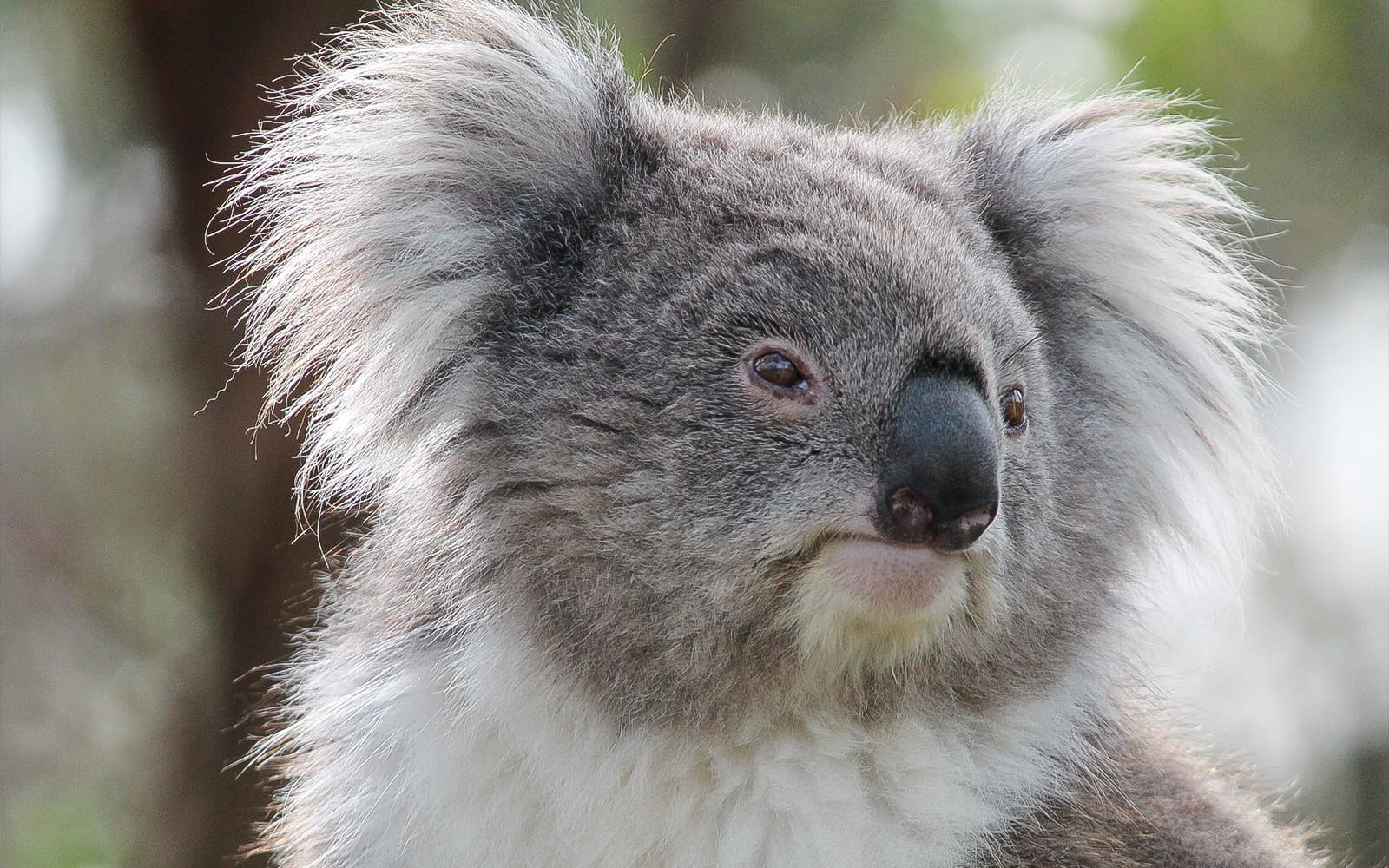 Moonlit Sanctuary Wildlife Park Admission Tickets in Melbourne - Activities | TickYourList