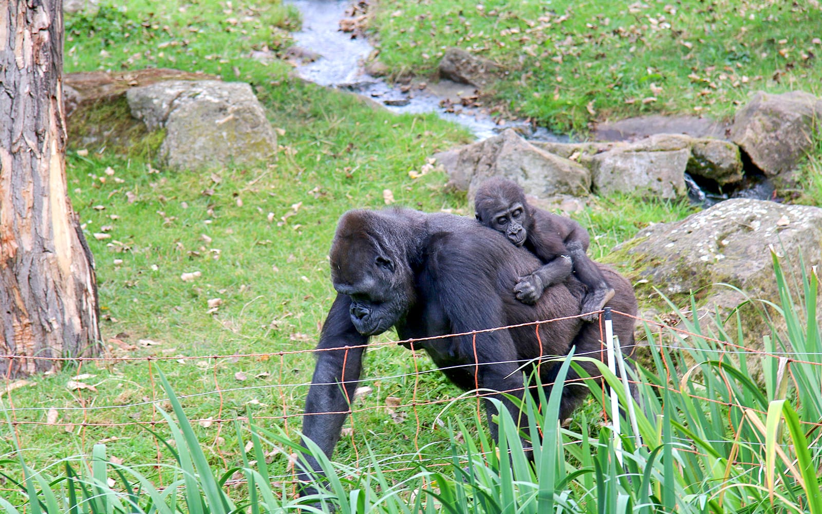 Prague Zoo Tickets in Prague - Attractions | TickYourList