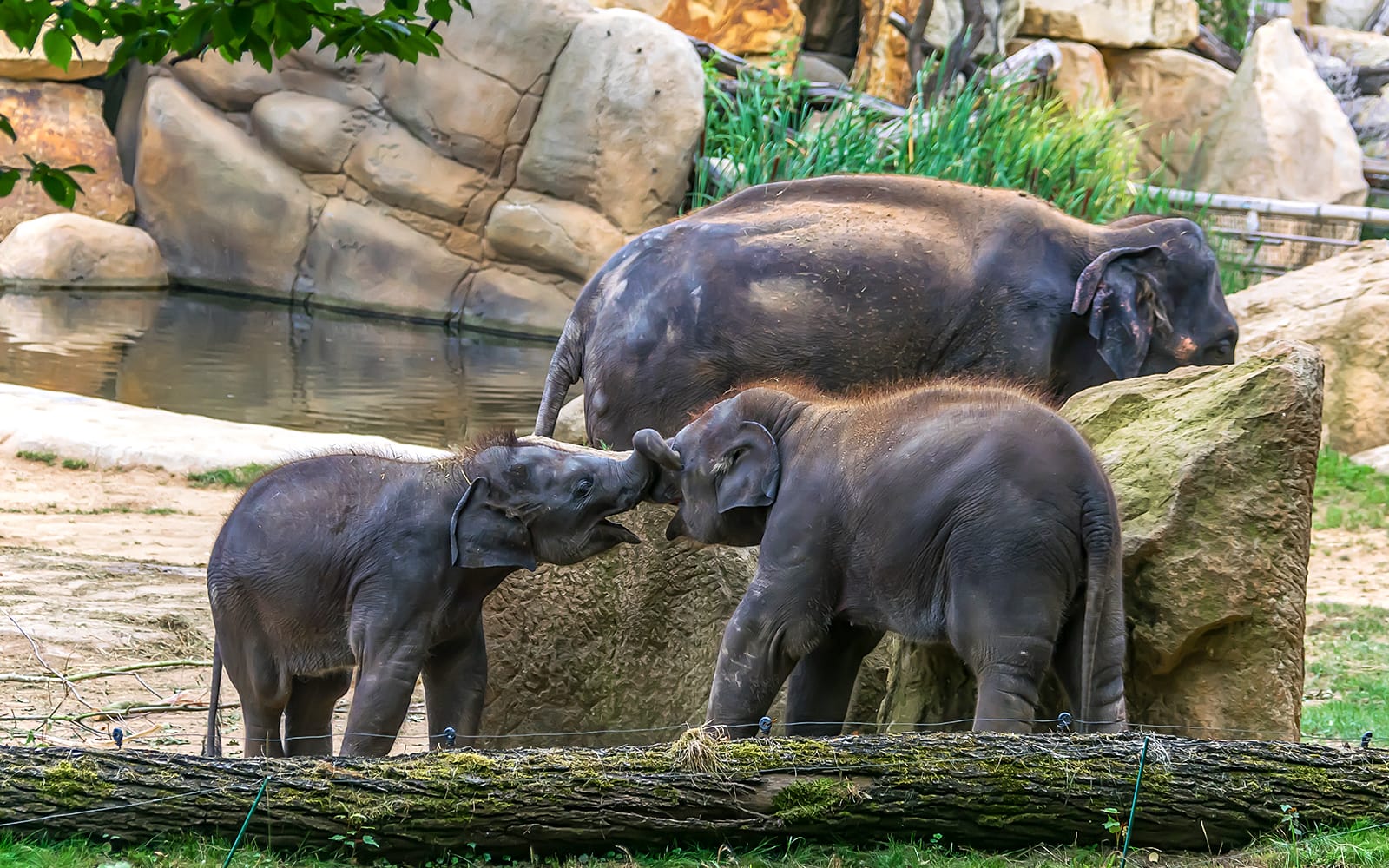 Combo (Save 5%): Prague Castle Skip-the-line-Tickets + Prague Zoo Tickets in Prague - Highlights | TickYourList
