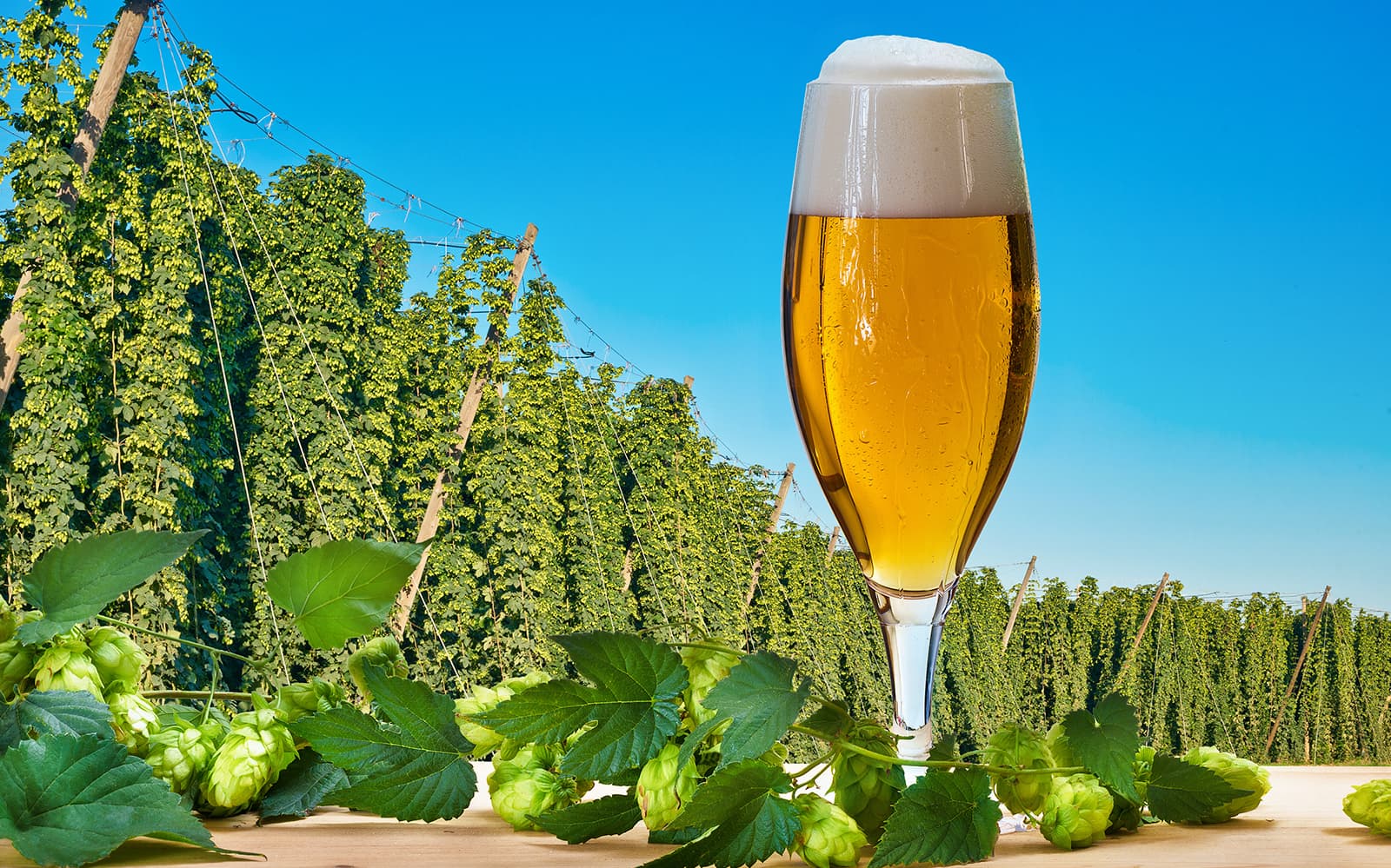 Prague Beer Tour with Dinner and Museum Ticket in Prague - Features | TickYourList