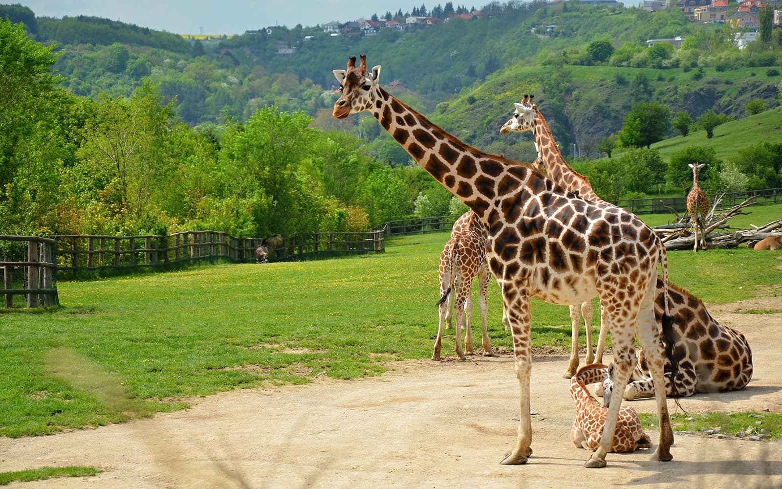 River Cruise to the Prague Zoo & Entrance Ticket in Prague - Features | TickYourList
