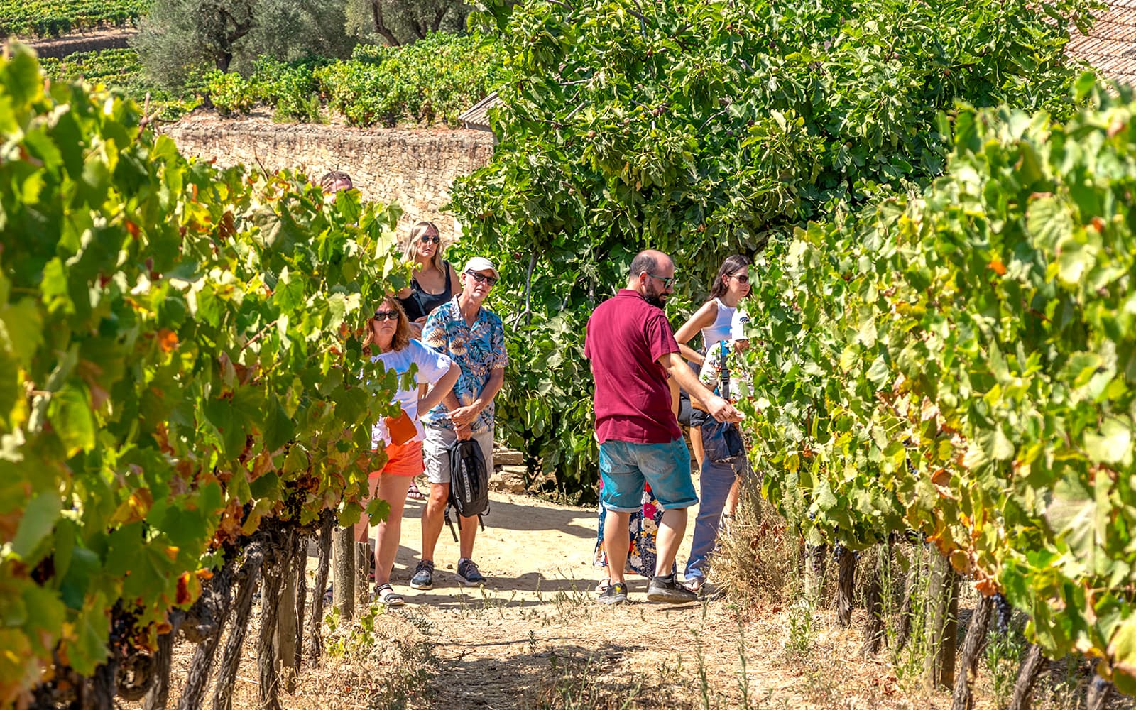 Classic Douro Valley Guided Tour with 1-Hour Pinhão Cruise, Traditional Lunch & Wine Tastings tickets in Porto - Features | TickYourList
