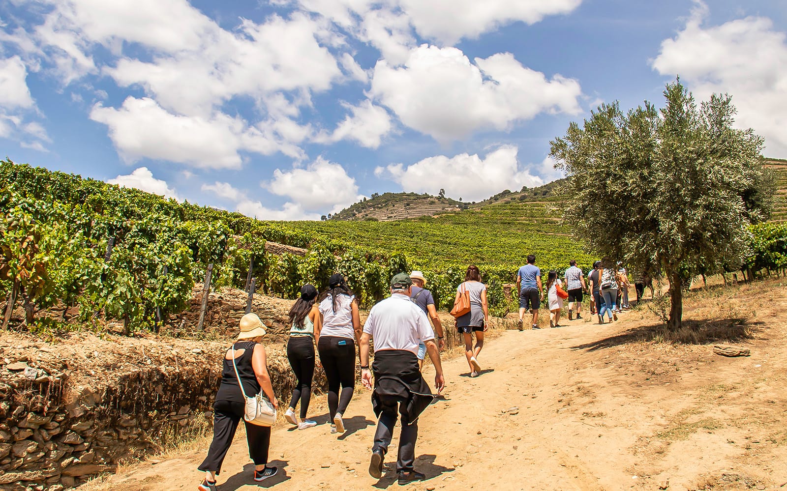 Combo (Save 10%): Serralves Foundation Tickets + Douro Valley Tour in Porto - Activities | TickYourList