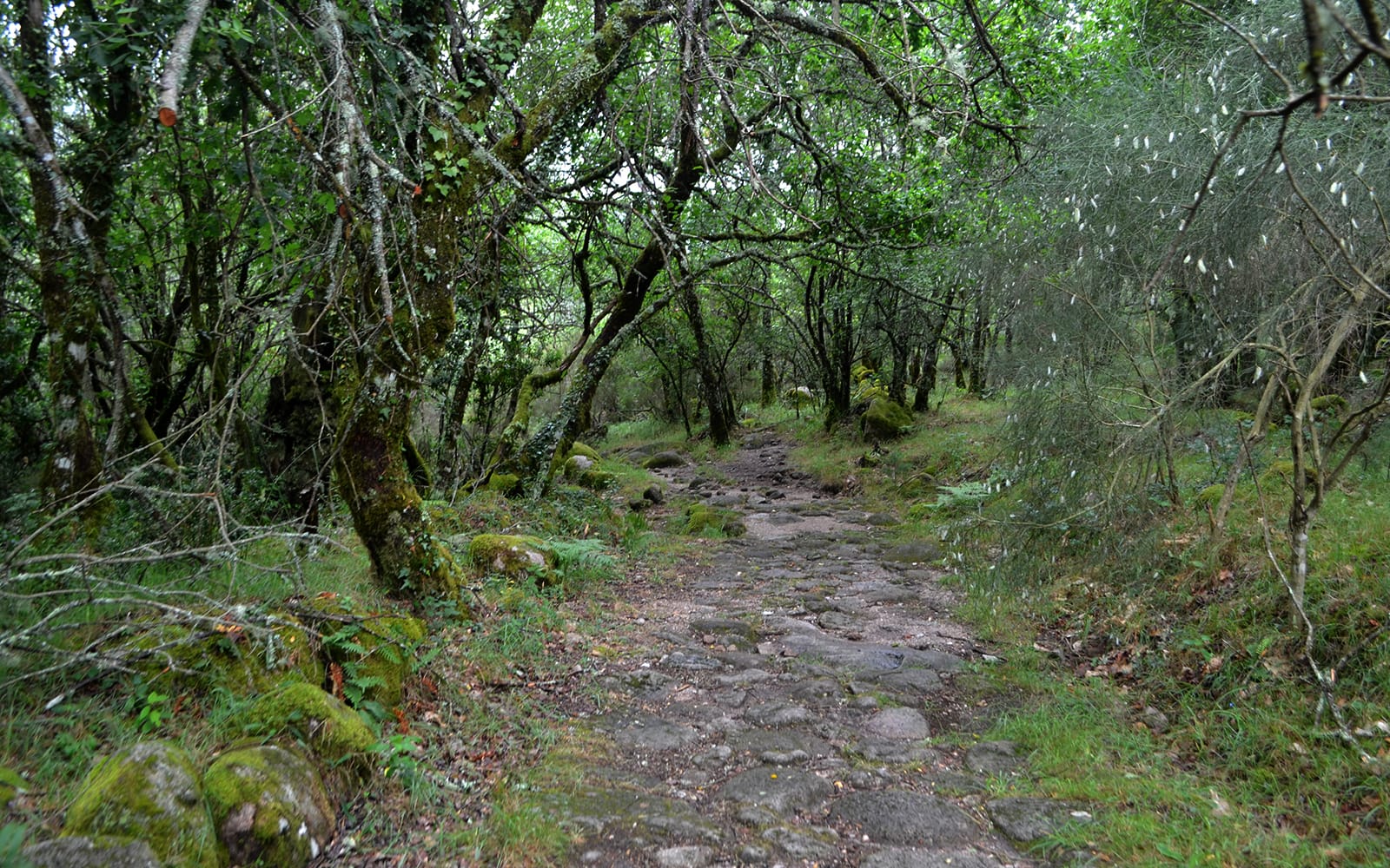 Full-Day Guided Tour of Peneda Gerês National Park with Round-Trip Transfers tickets in Porto - Activities | TickYourList