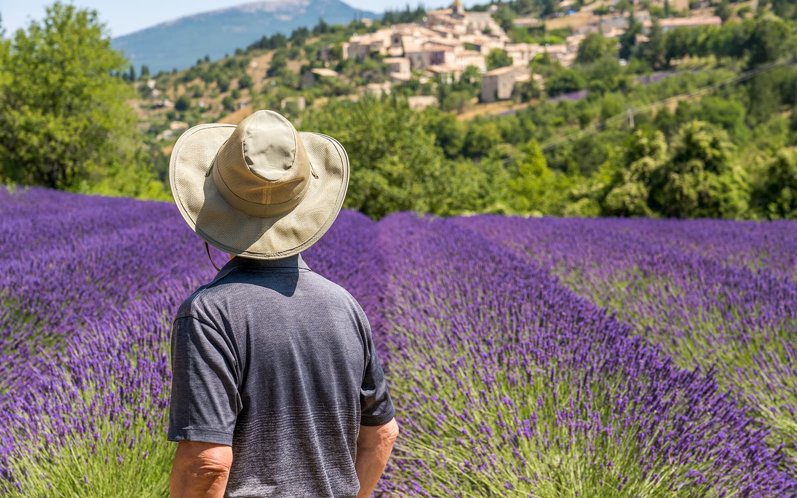 From Avignon: Lavender Fields Tour tickets in Provence - Attractions | TickYourList