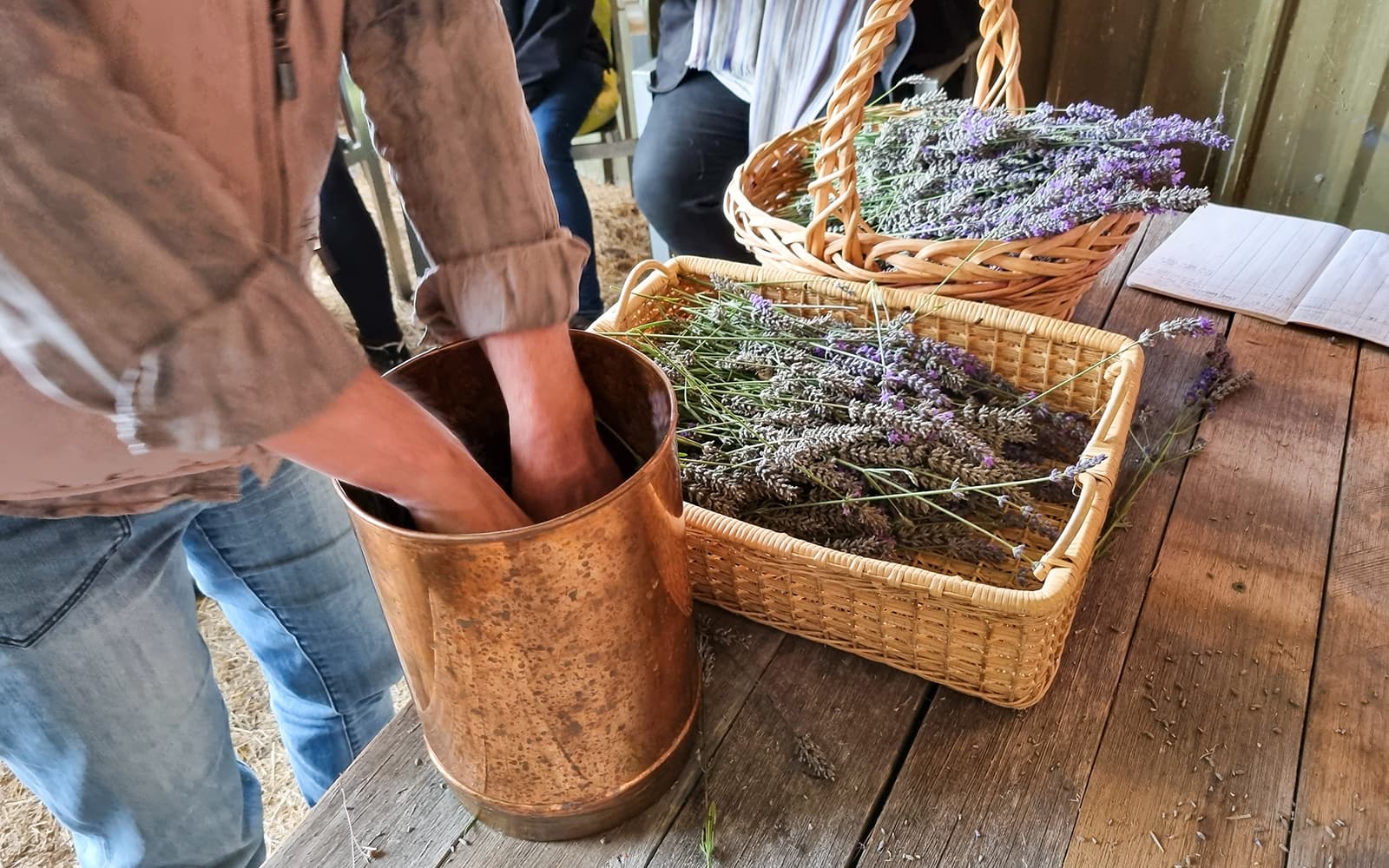 From Avignon: Lavender Fields Tour tickets in Provence - Highlights | TickYourList
