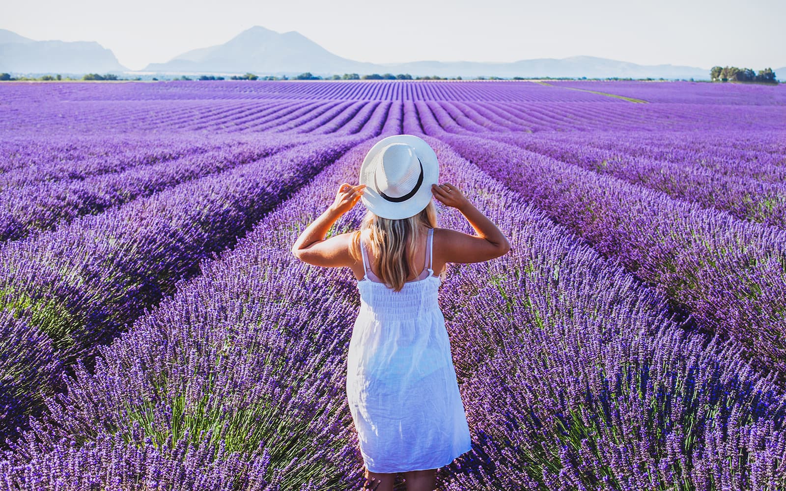 From Aix-En-Provence: Lavender Fields Full-Day Guided Tour