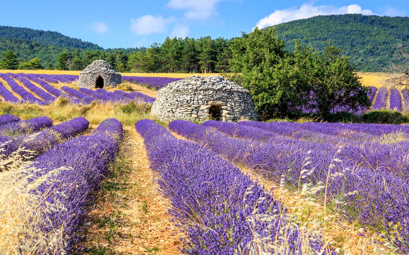 From Aix-En-Provence: Lavender Fields Full-Day Guided Tour tickets in Provence - Attractions | TickYourList