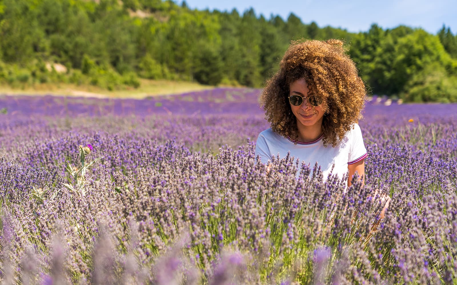 From Aix-En-Provence: Lavender Fields Tour tickets in Provence - Highlights | TickYourList