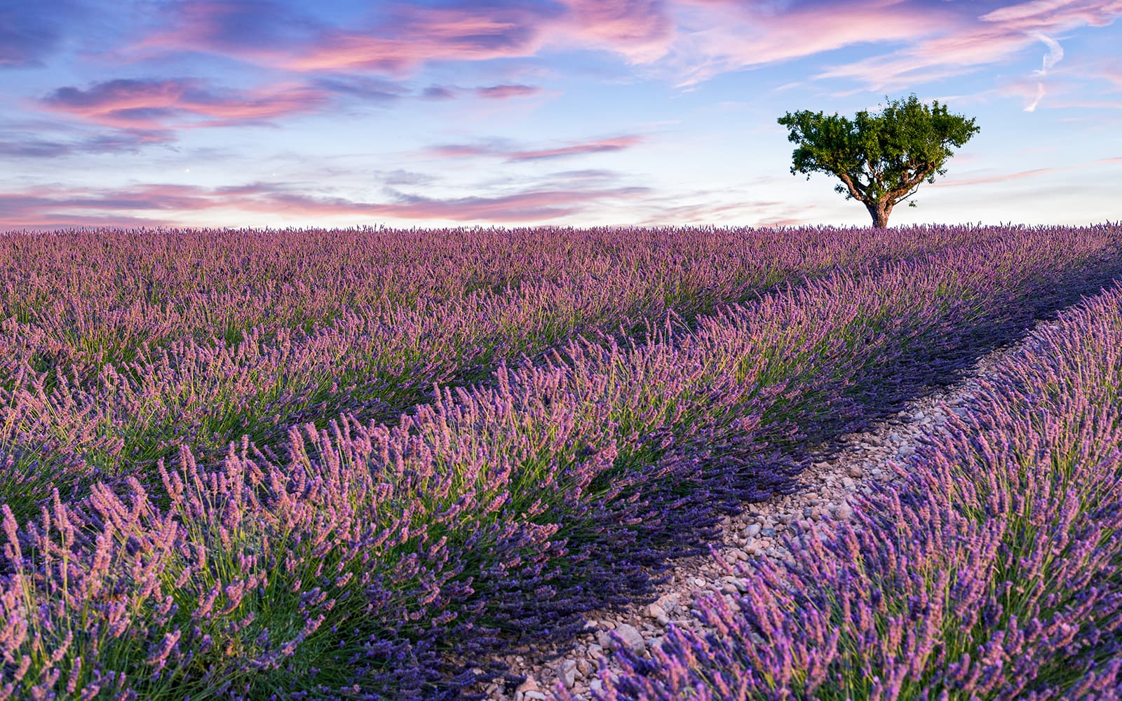 From Aix-En-Provence: Lavender Fields Tour tickets in Provence - Features | TickYourList