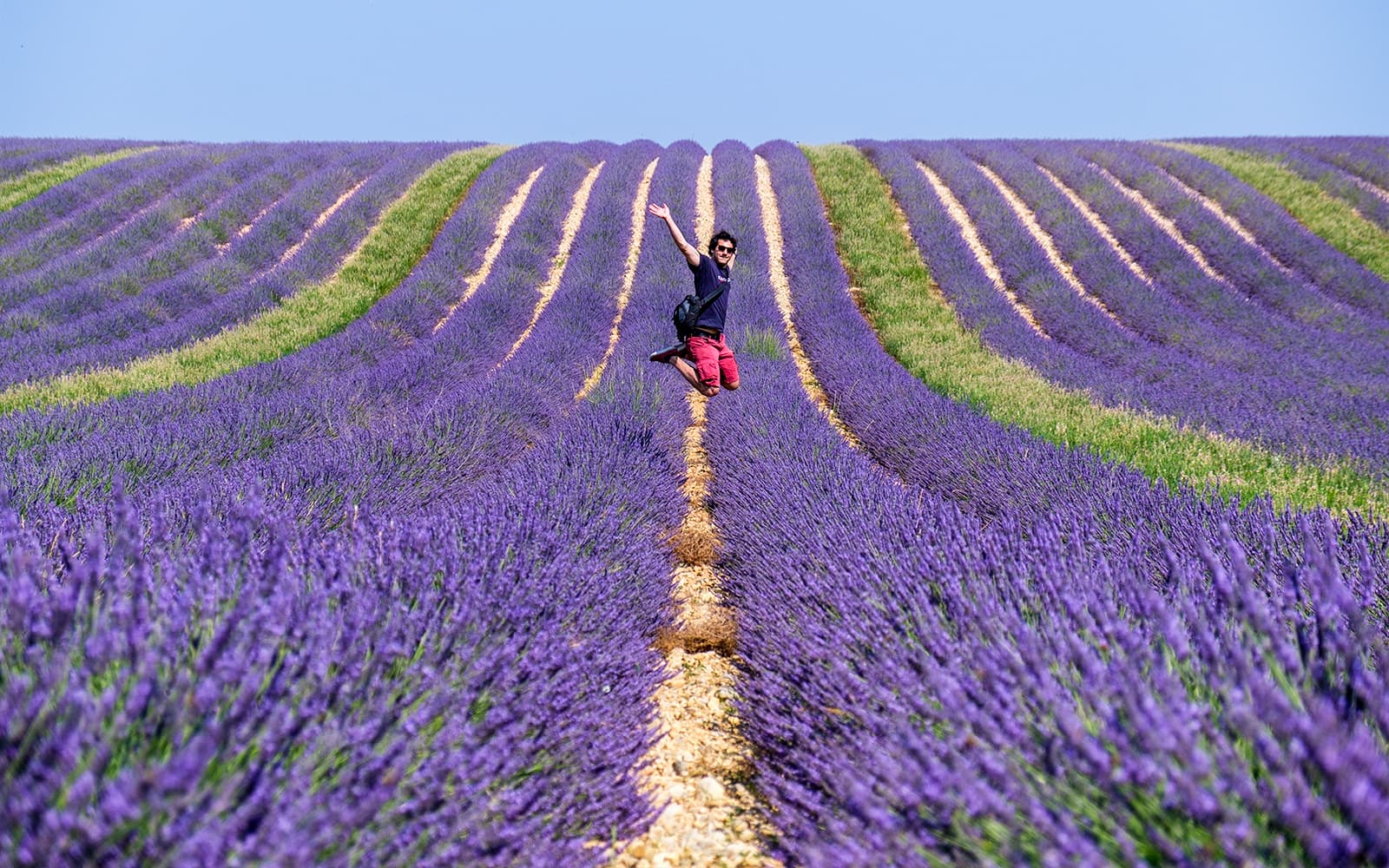 From Marseille: Lavender Fields Tour tickets in Provence - Attractions | TickYourList
