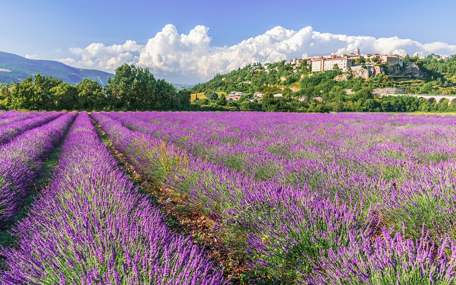 From Marseille: Lavender Fields Tour tickets in Provence - Activities | TickYourList