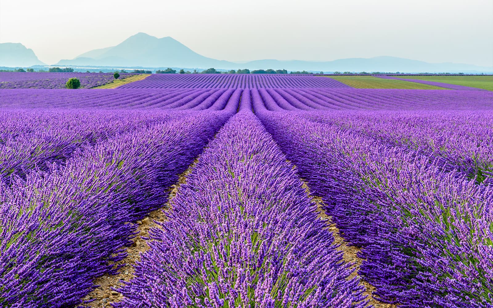 From Marseille: Lavender Fields Tour tickets in Provence - Features | TickYourList