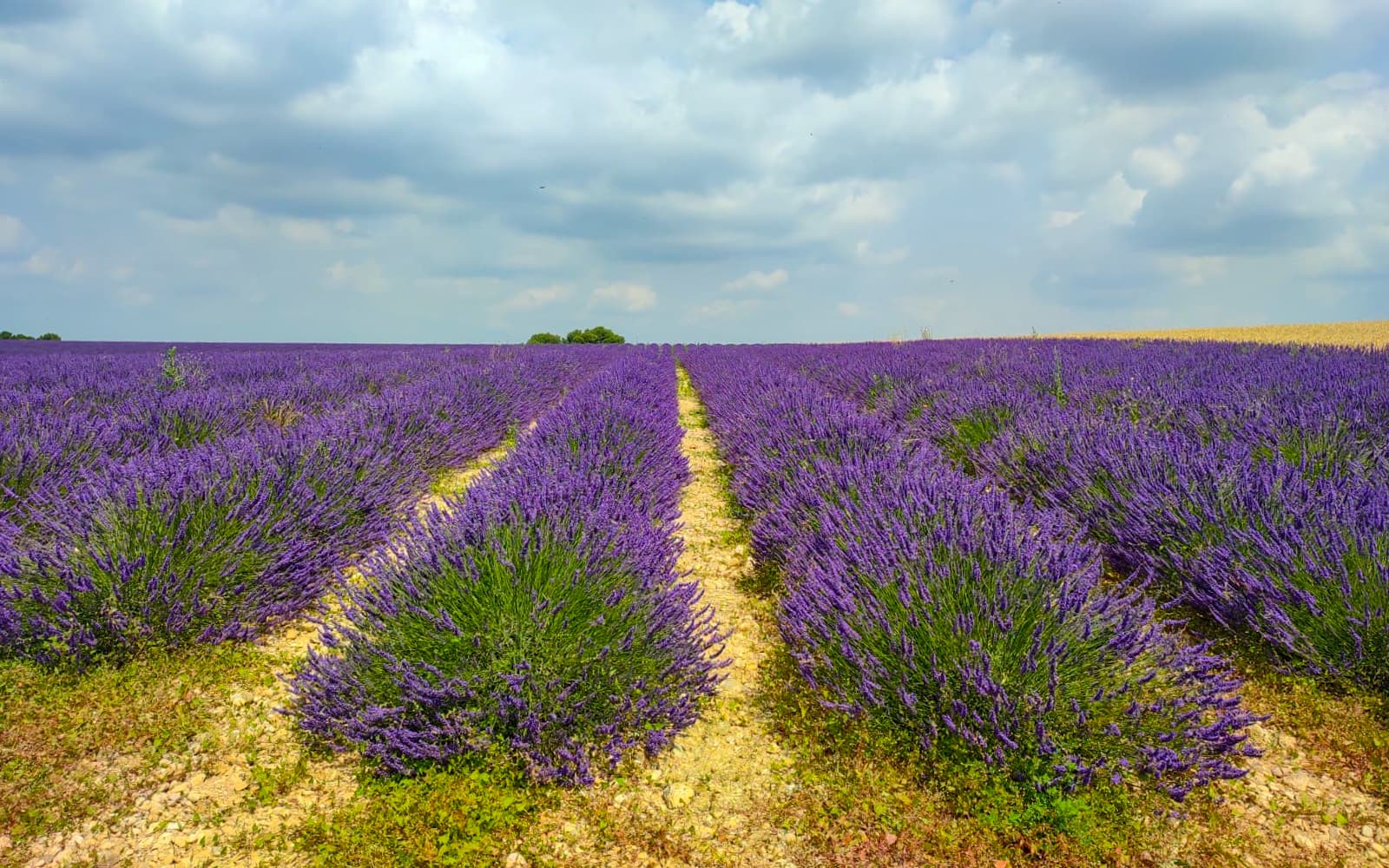 From Avignon: Luberon Lavender Morning or Afternoon Tour tickets in Provence - Highlights | TickYourList