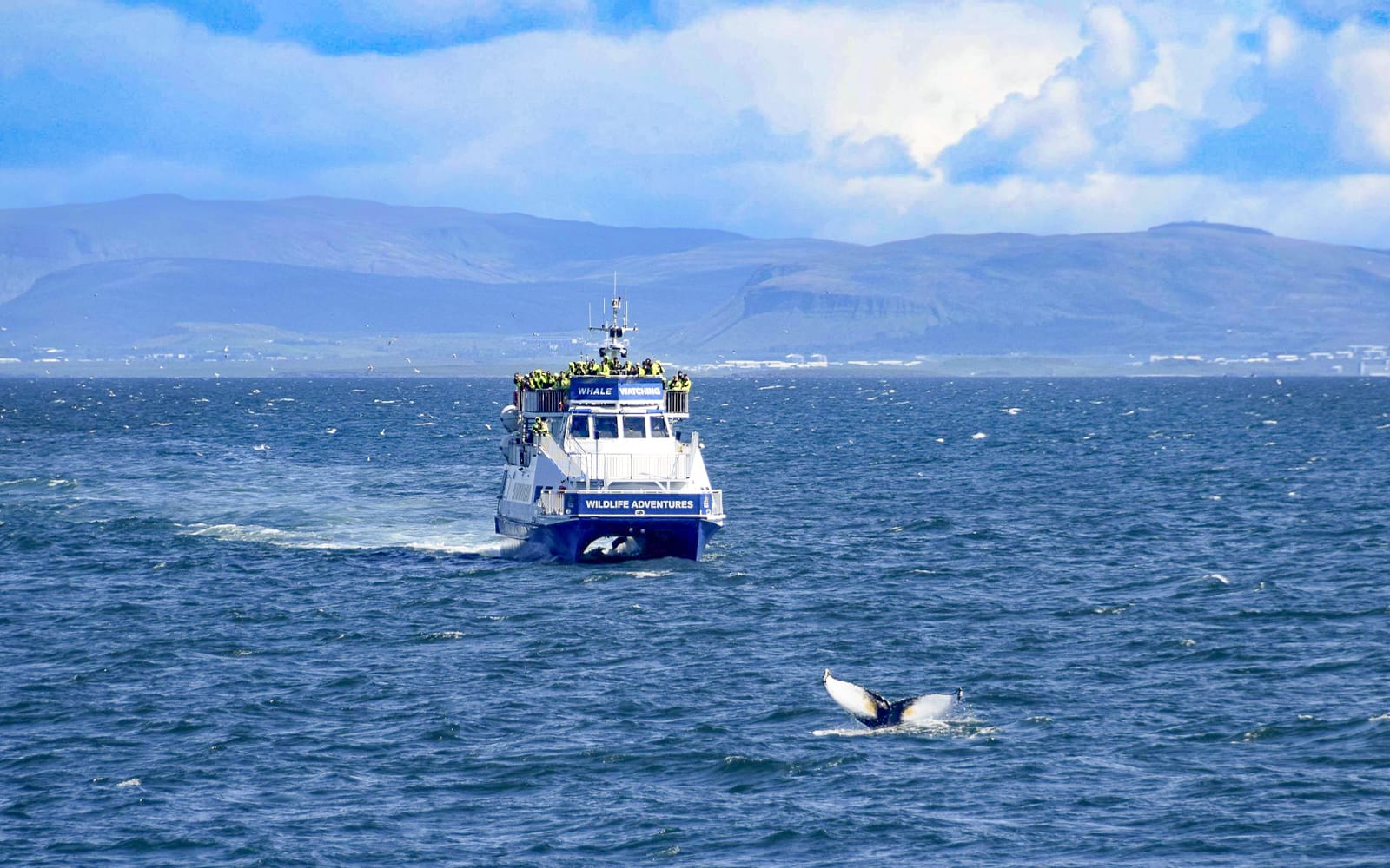 From Reykjavik: Whale Watching Tours experience tickets in Reykjavik | TickYourList