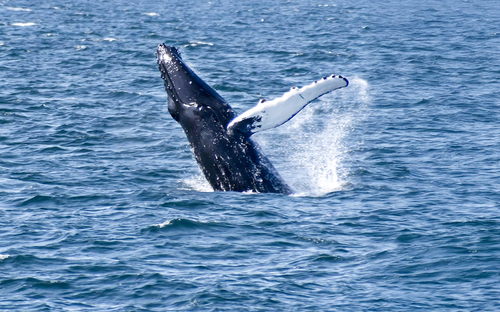 From Reykjavik: Whale Watching Tours tickets in Reykjavik - Attractions | TickYourList