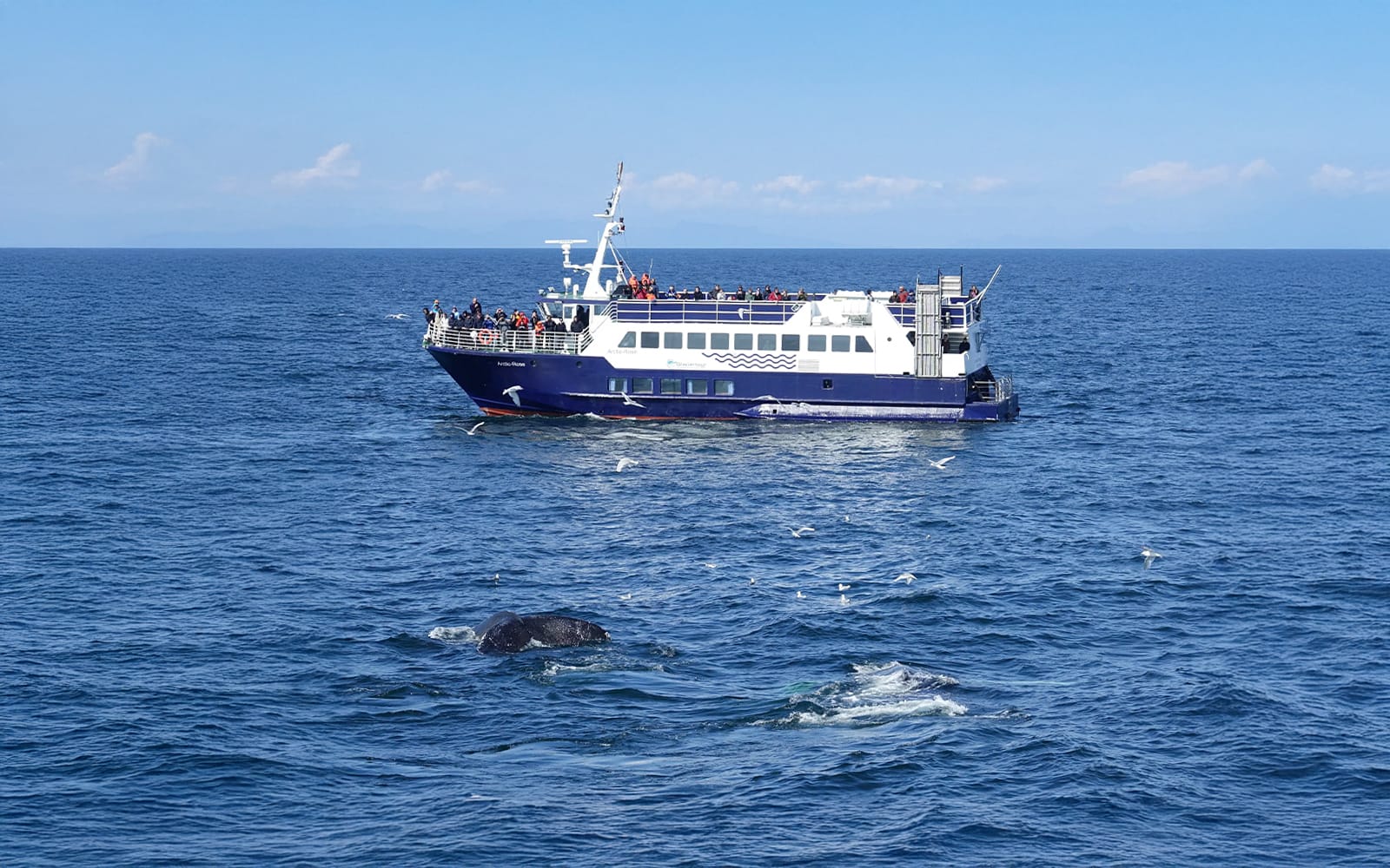From Reykjavik: Whale Watching Tours tickets in Reykjavik - Activities | TickYourList