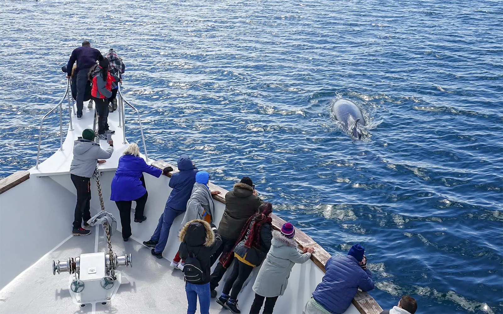 From Reykjavik: Whale Watching Tours tickets in Reykjavik - Highlights | TickYourList