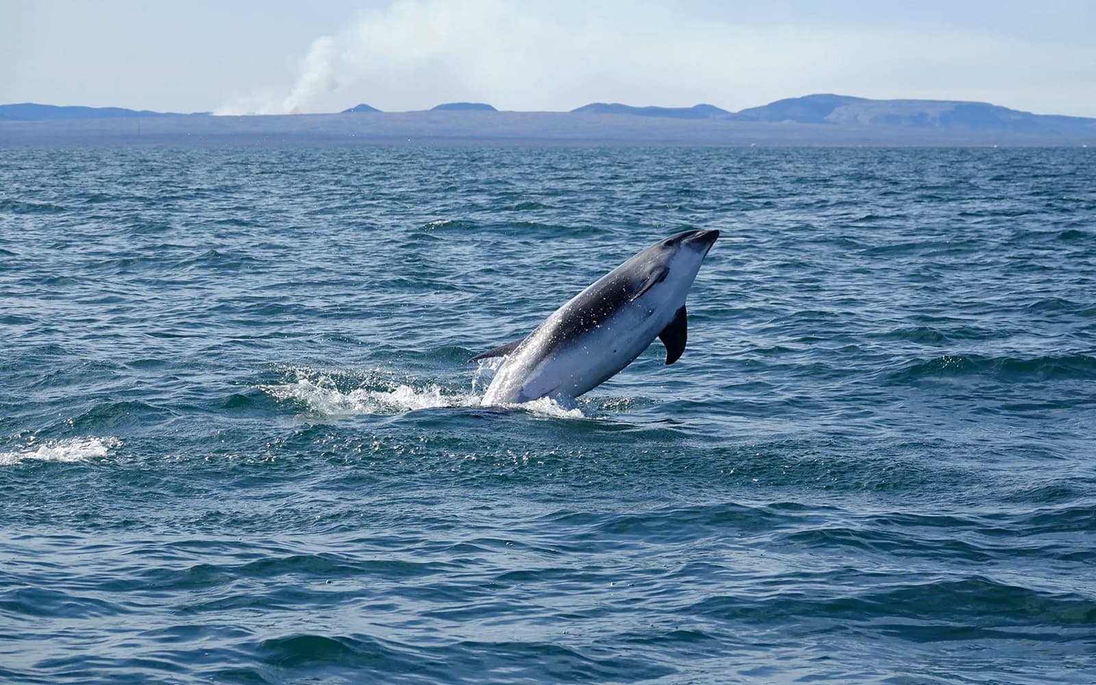 From Reykjavik: Whale Watching Tours tickets in Reykjavik - Features | TickYourList