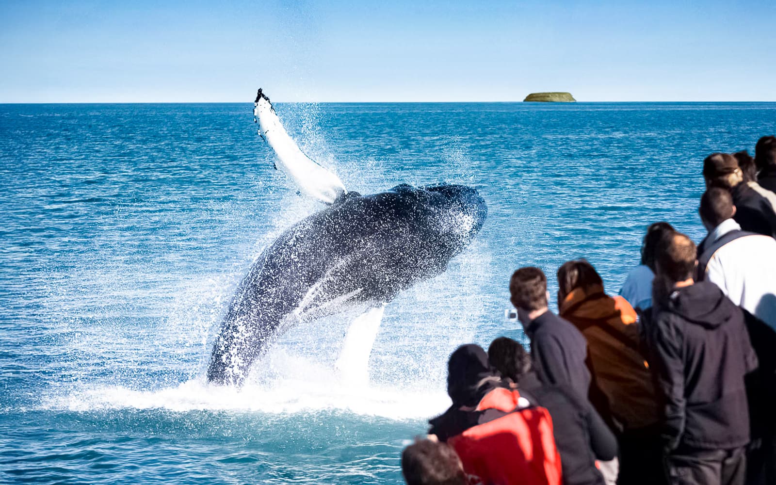 From Husavik: Whale Watching Tours tickets in Reykjavik - Activities | TickYourList