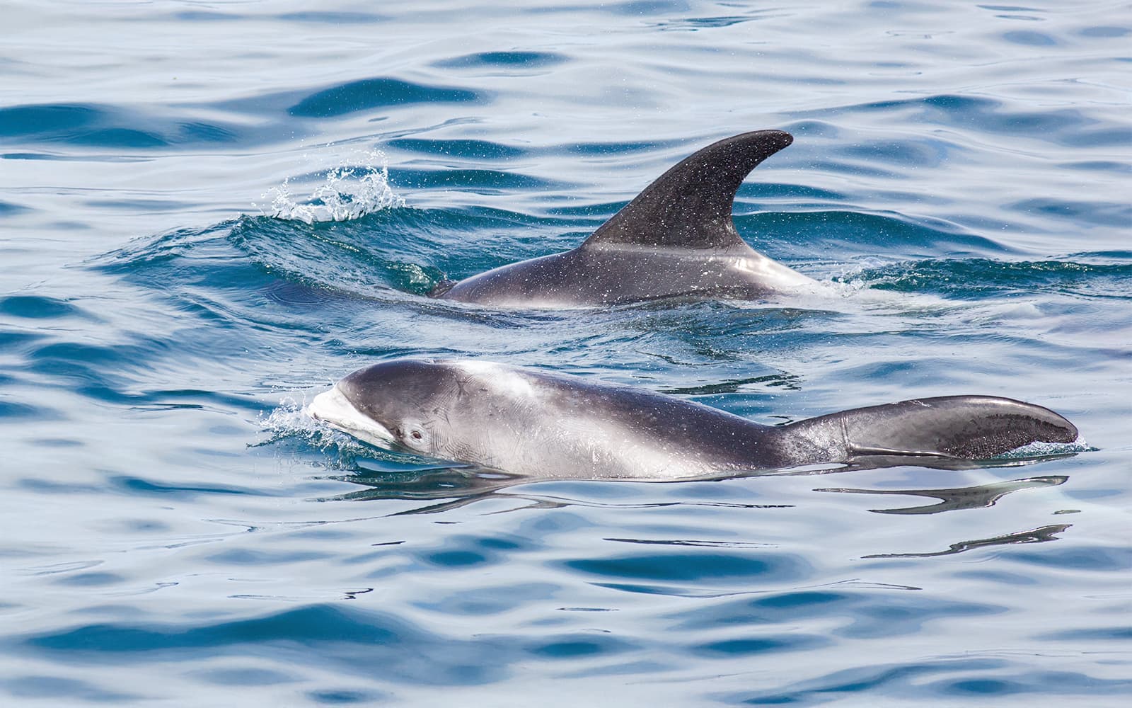 From Husavik: Whale Watching Tours tickets in Reykjavik - Highlights | TickYourList