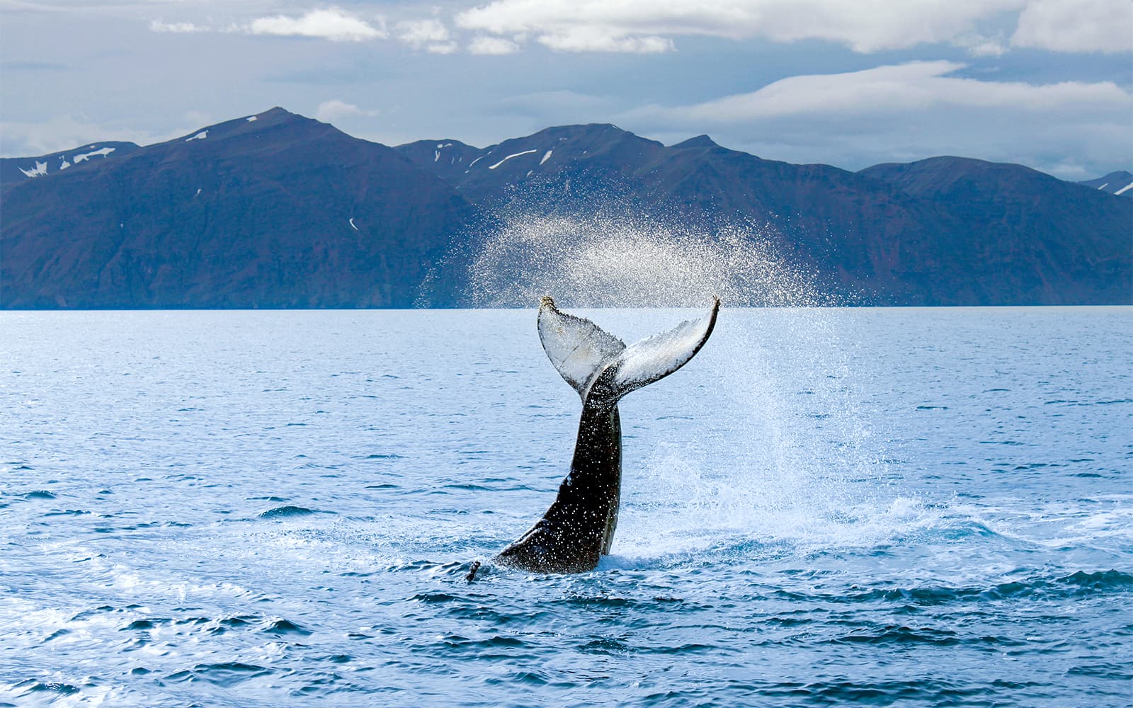 From Reykjavik: Whale Watching on RIB Speedboat tickets in Reykjavik - Attractions | TickYourList