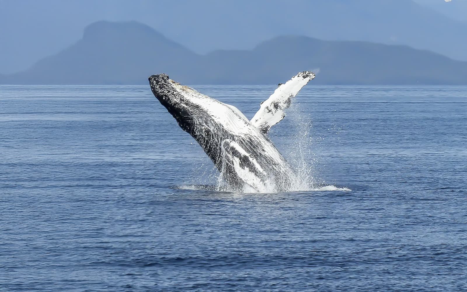 From Reykjavik: Whale Watching on RIB Speedboat tickets in Reykjavik - Highlights | TickYourList