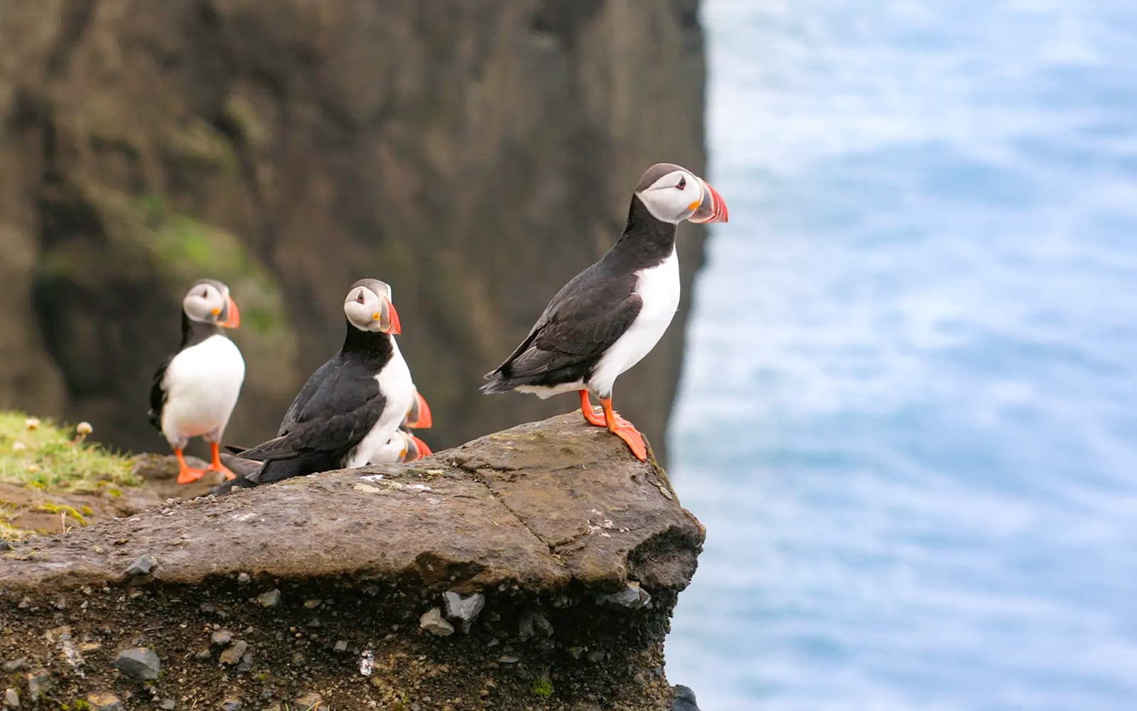 From Reykjavik: Whale Watching on RIB Speedboat tickets in Reykjavik - Features | TickYourList