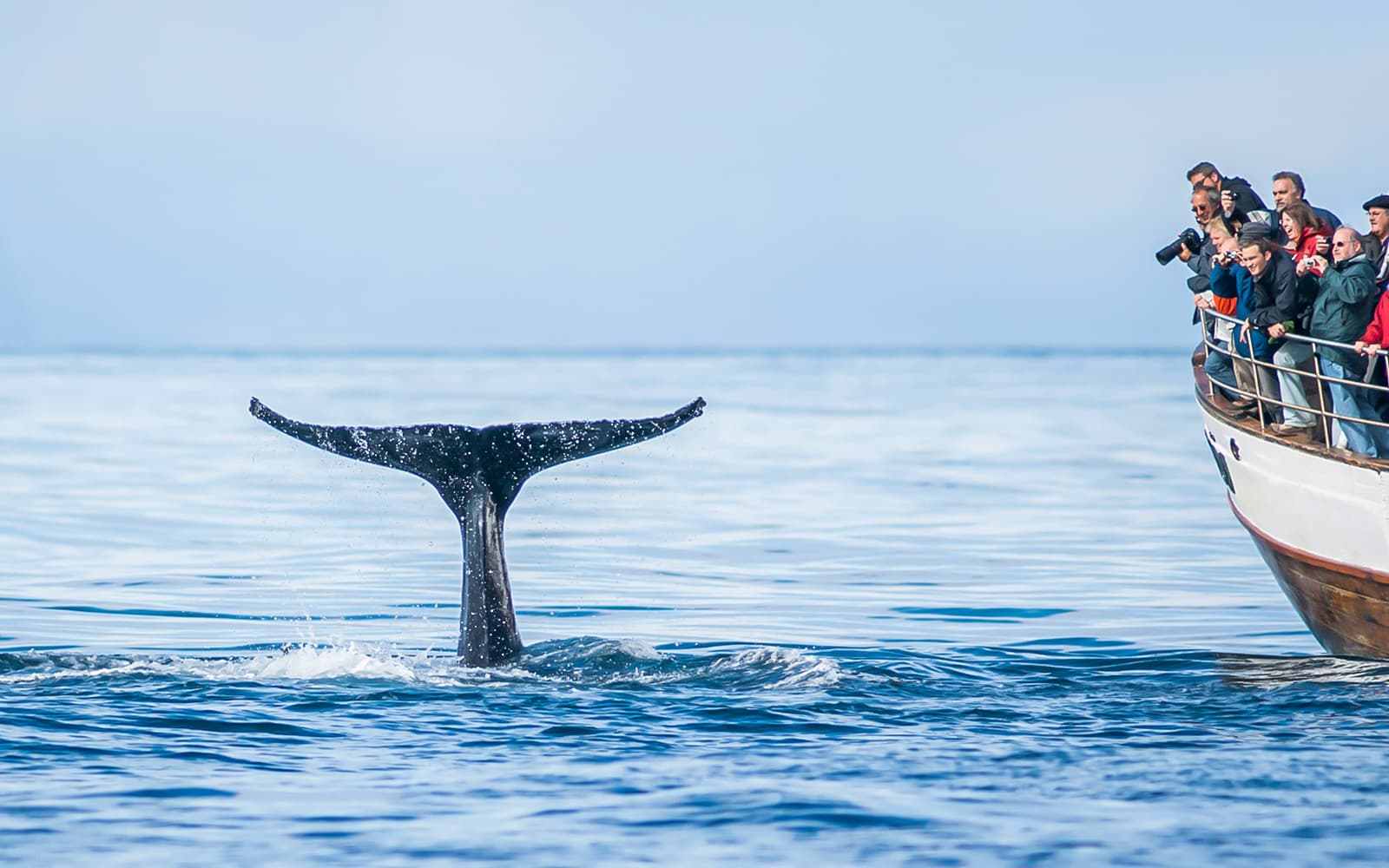 From Árskógssandur: Whale Watching Boat Tour in Eyjafjörður tickets in Akureyri - Attractions | TickYourList