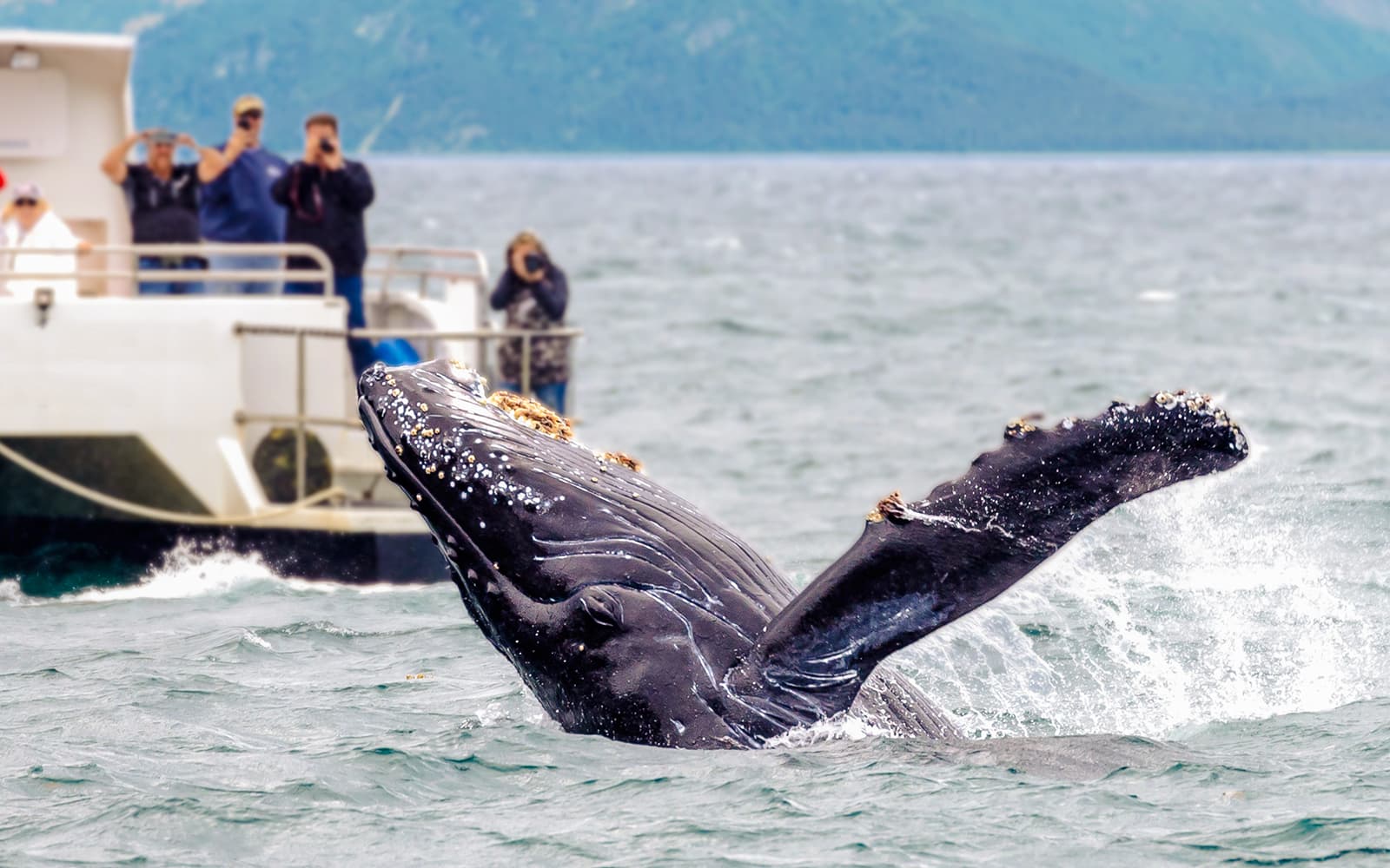 From Árskógssandur: Whale Watching Boat Tour in Eyjafjörður tickets in Akureyri - Highlights | TickYourList