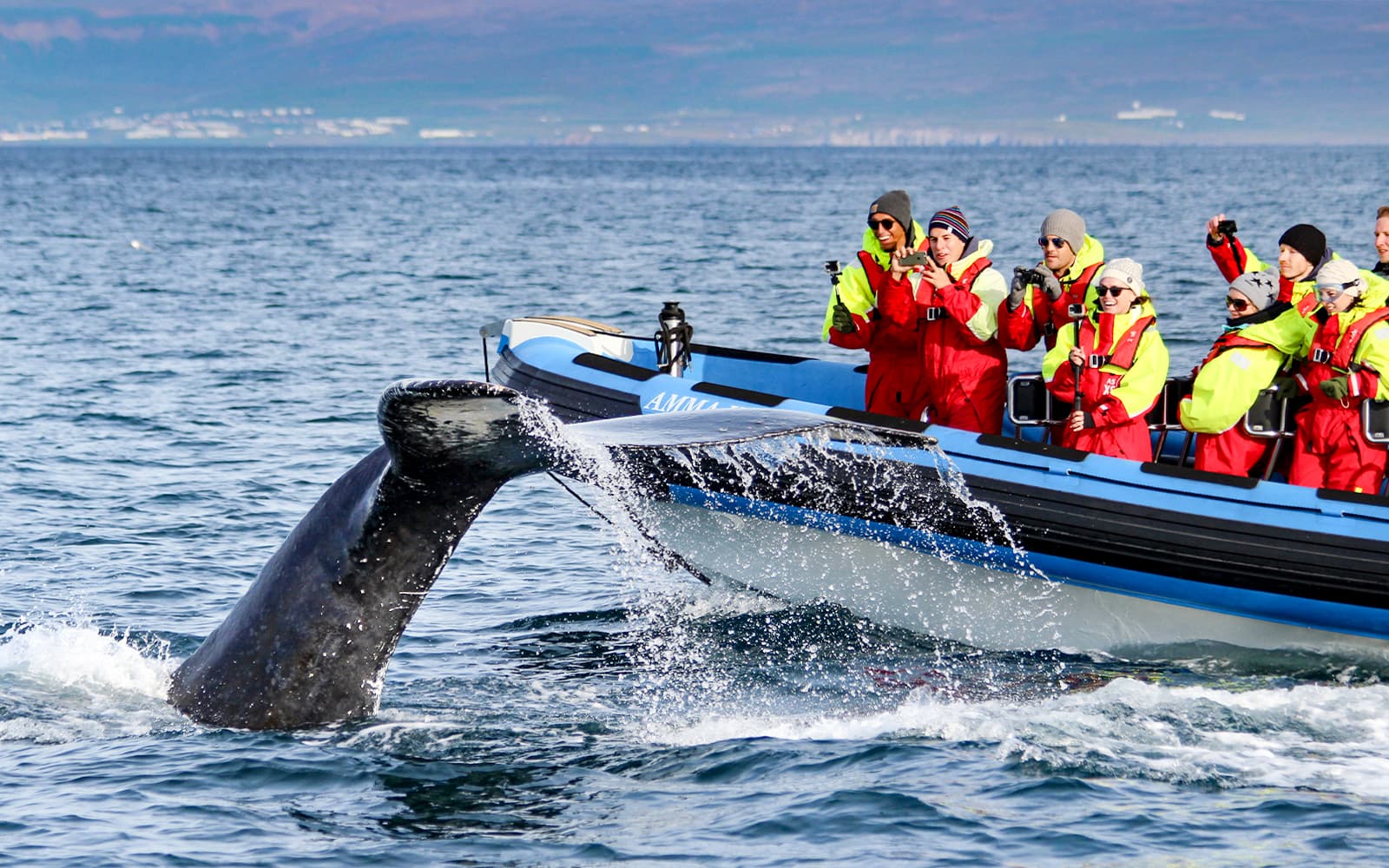 From Husavik: Whale Watching on RIB Speedboat