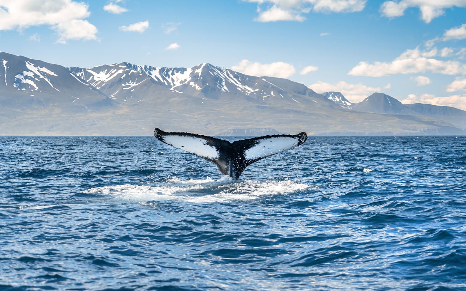 From Husavik: Whale Watching on RIB Speedboat tickets in Reykjavik - Attractions | TickYourList