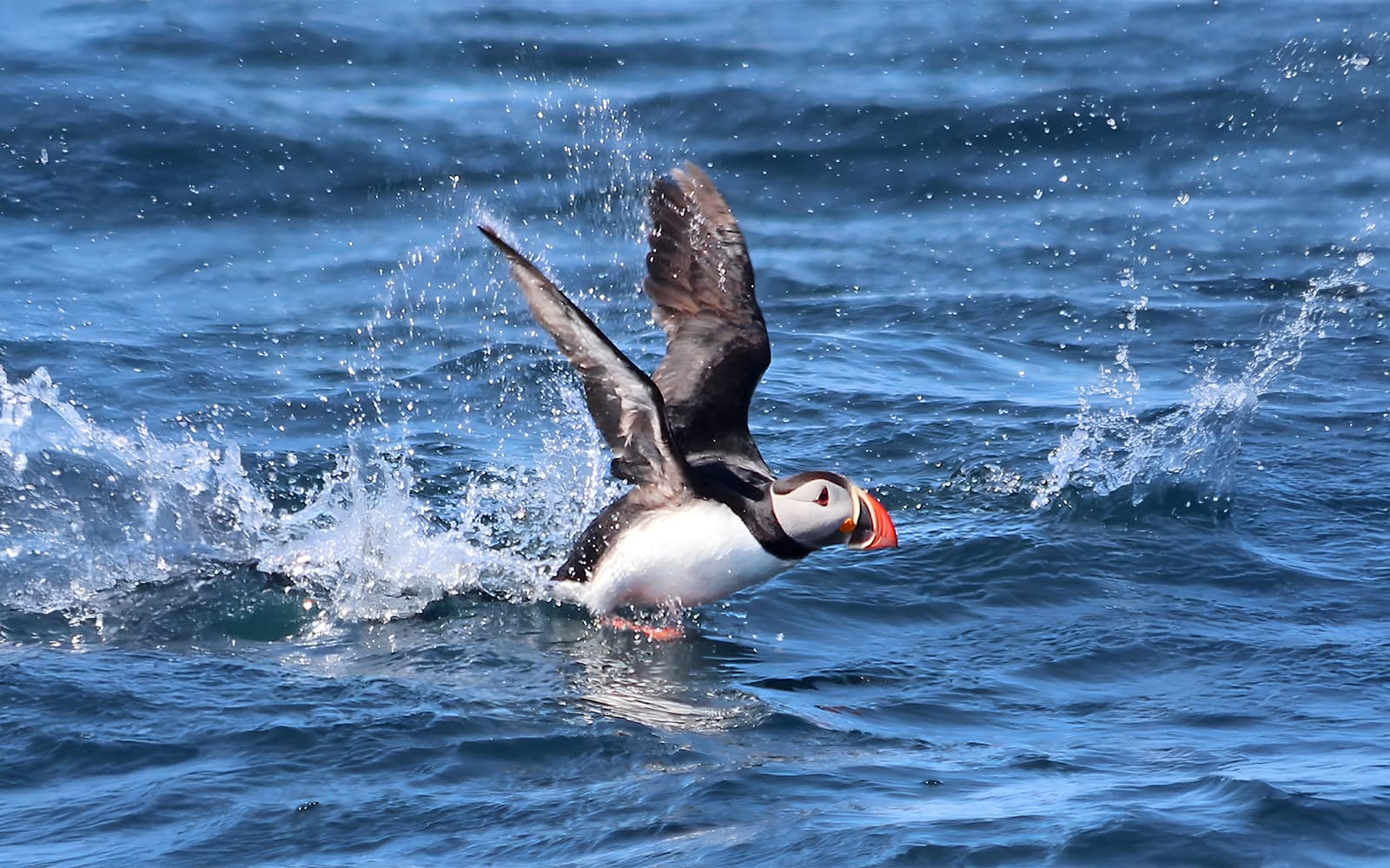 From Husavik: Whale Watching on RIB Speedboat tickets in Reykjavik - Highlights | TickYourList
