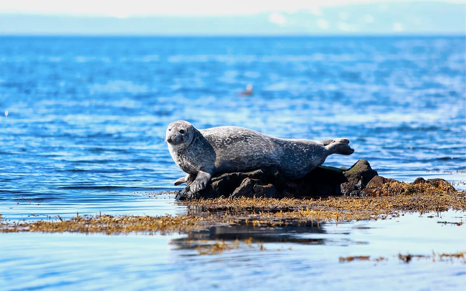 Snaefellsnes Peninsula Minibus Tour tickets in Reykjavik - Attractions | TickYourList