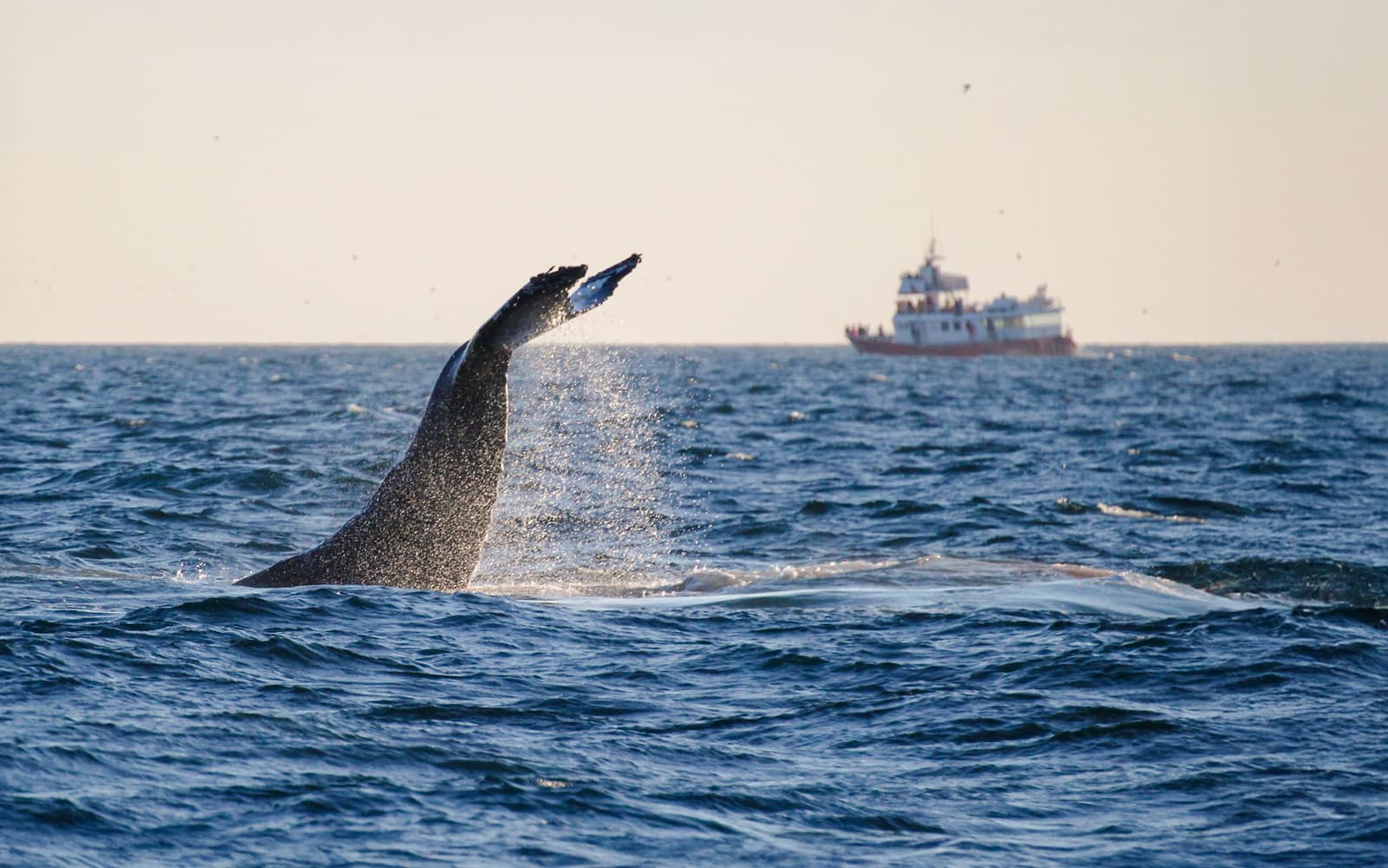 From Reykjavik: Midnight Sun Whale Watching Tour tickets in Reykjavik - Attractions | TickYourList