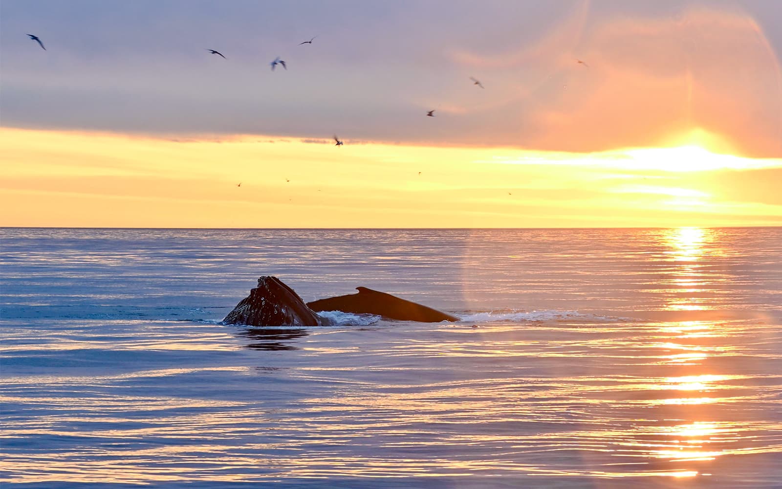 From Reykjavik: Midnight Sun Whale Watching Tour tickets in Reykjavik - Activities | TickYourList